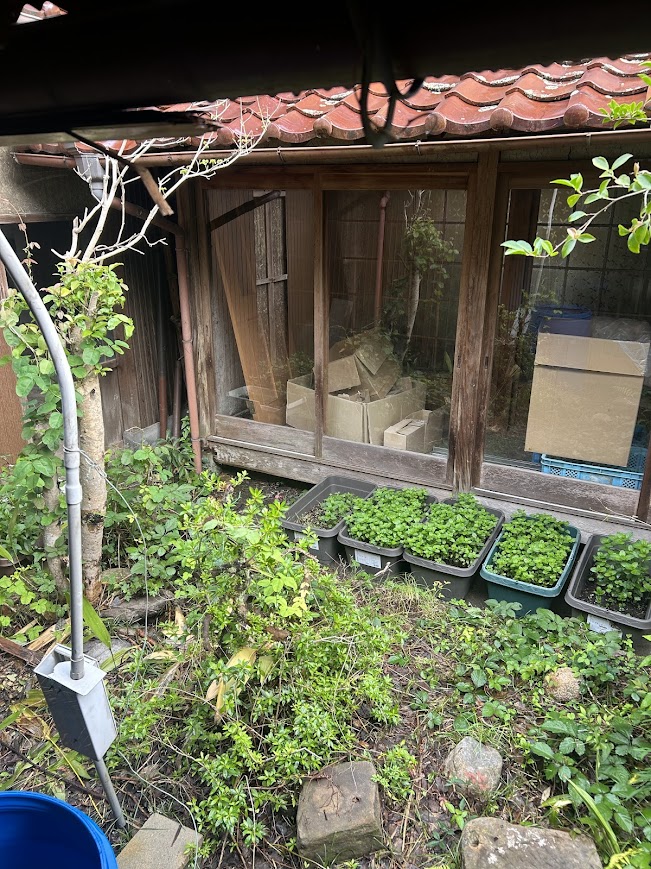 ミントすくすく育っています