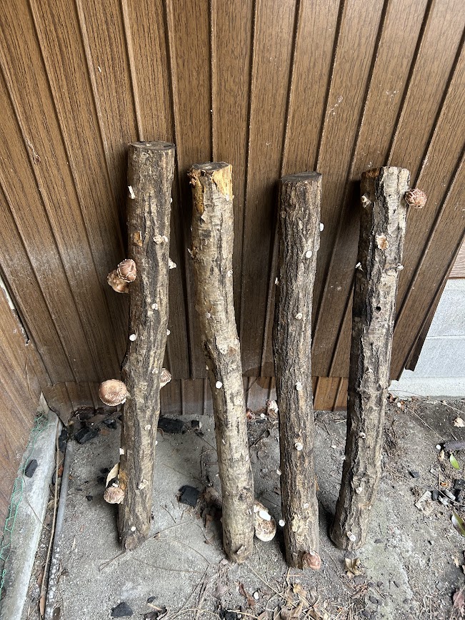 しいたけできました