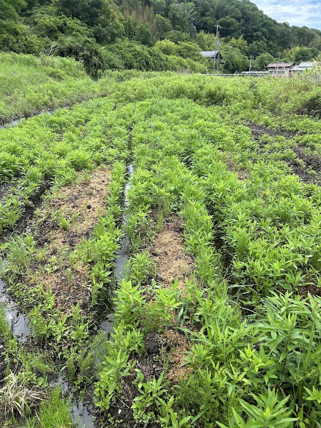 耕作放棄地の手入れ③