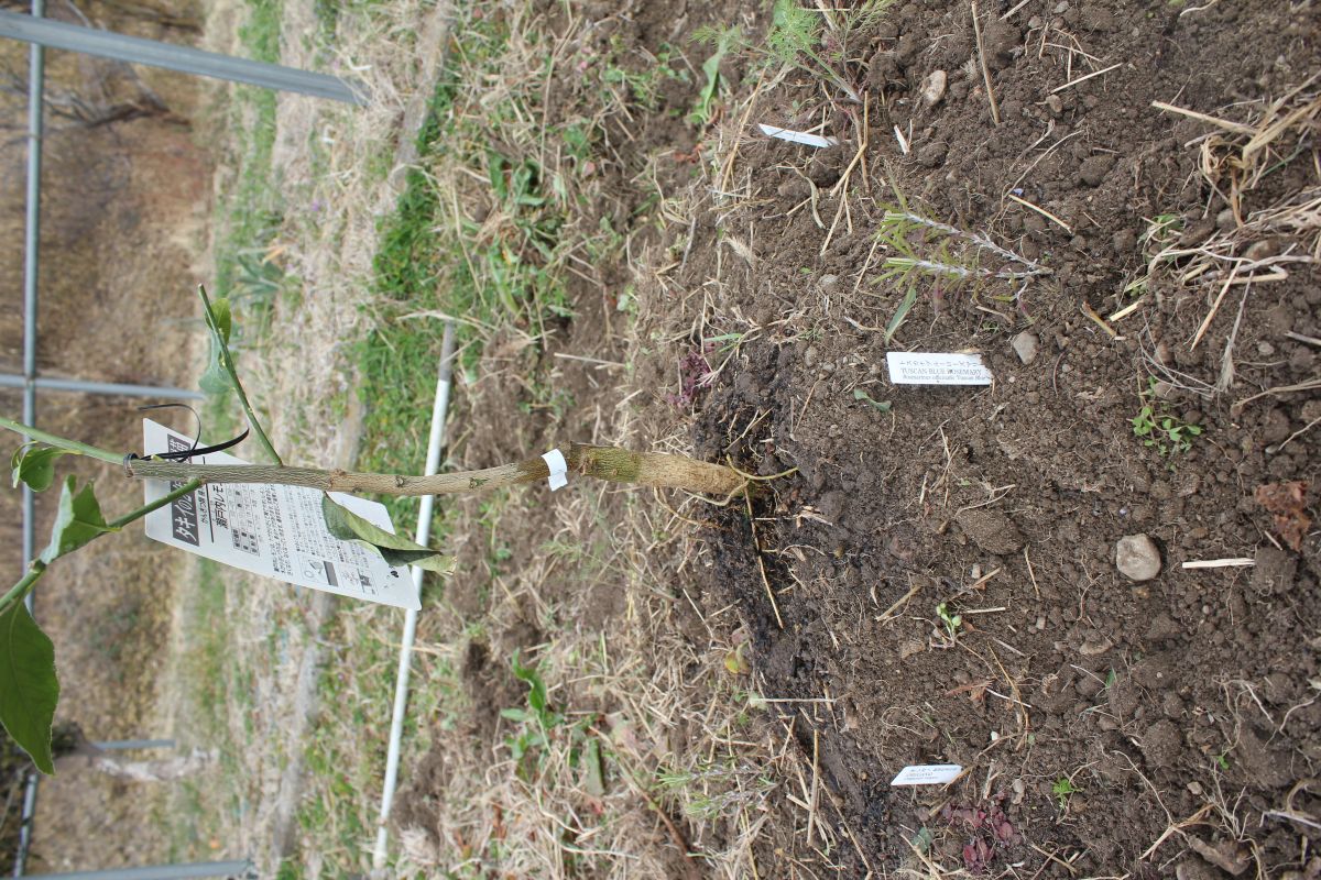 協生農法② ハーブを植えた