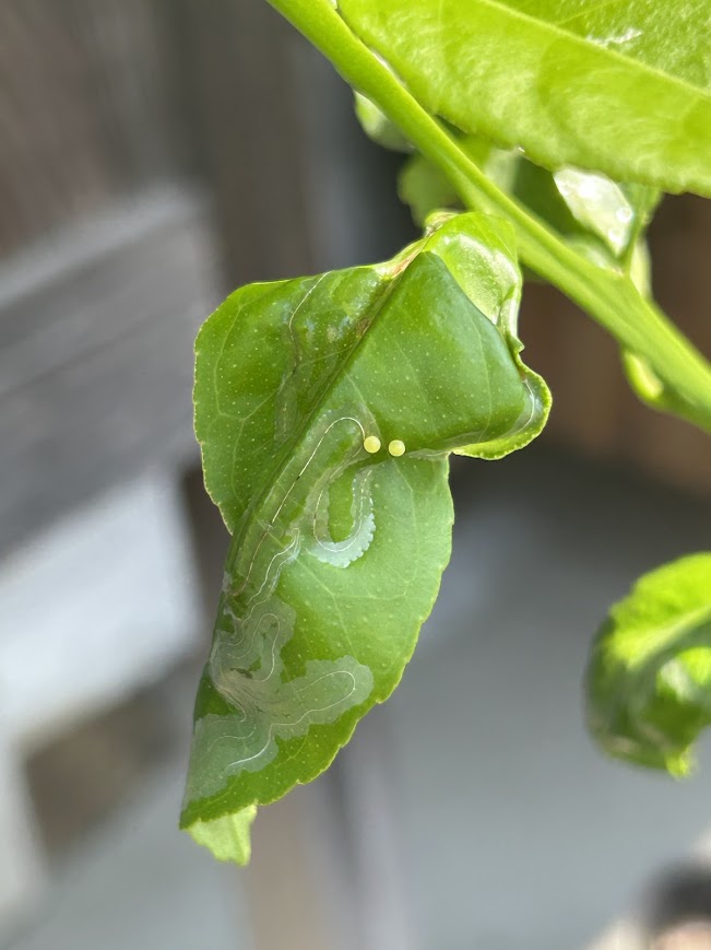 アゲハ蝶が羽化しました