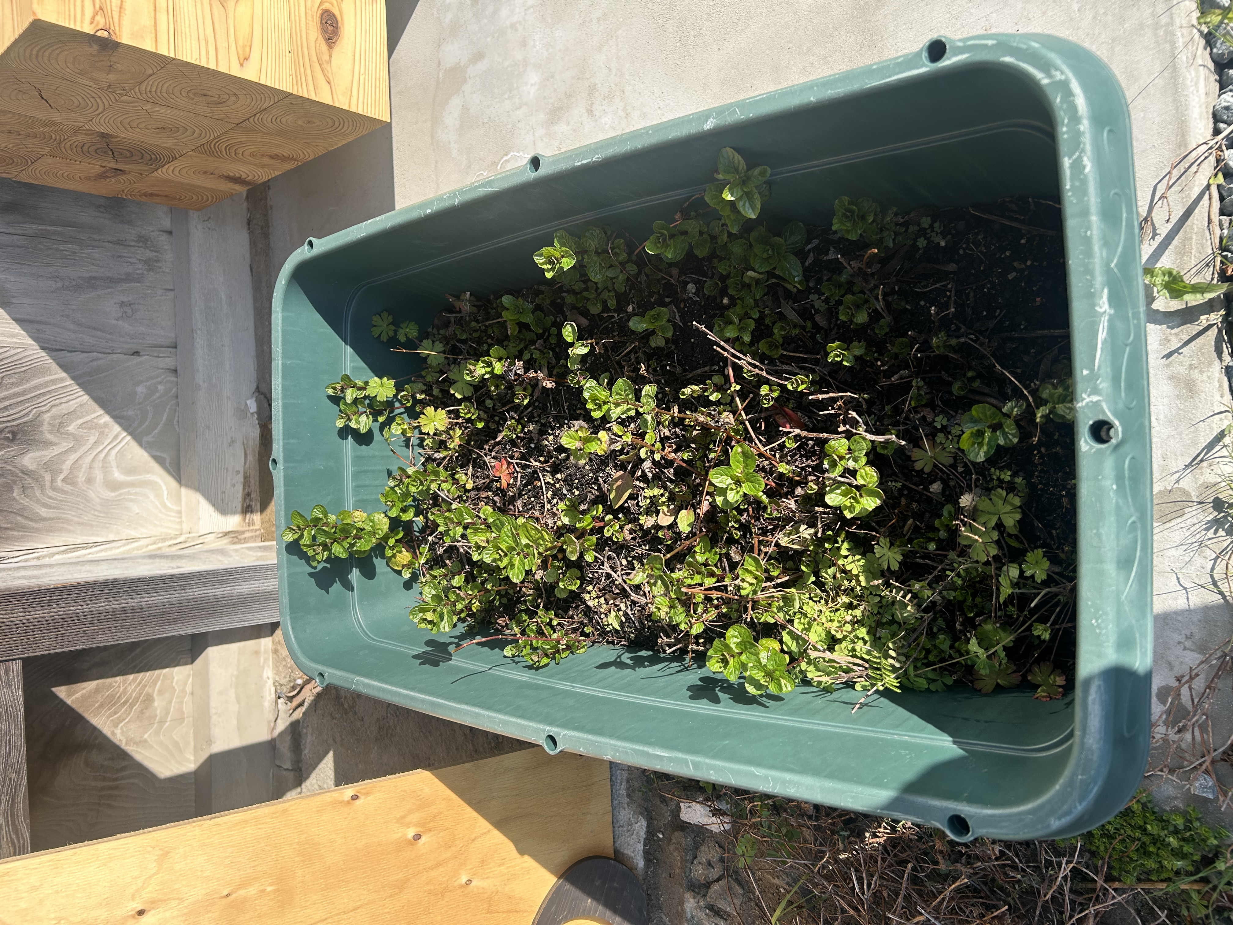 ミントの新芽が出てきた