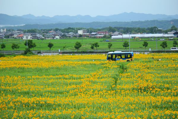 ひまわりが見頃となりました