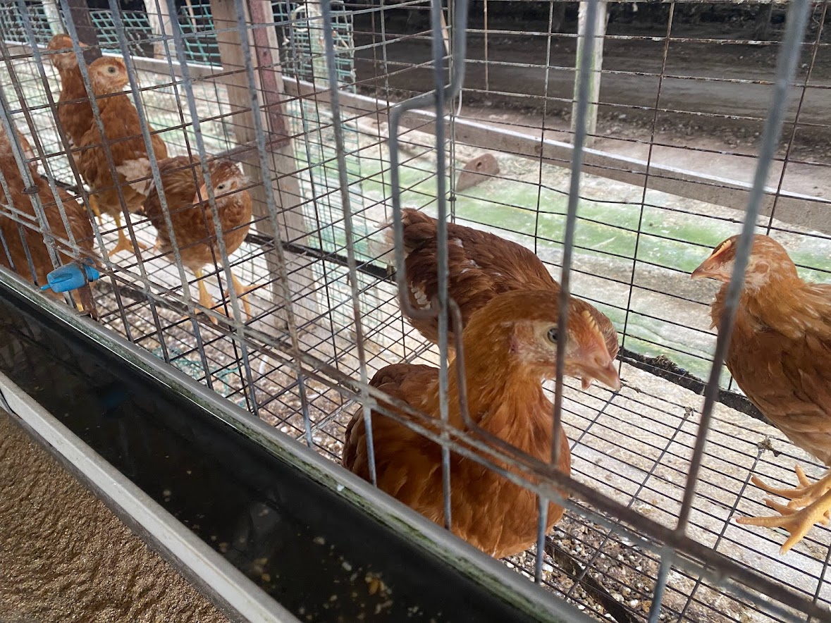 養鶏場に新しい雛が入りました