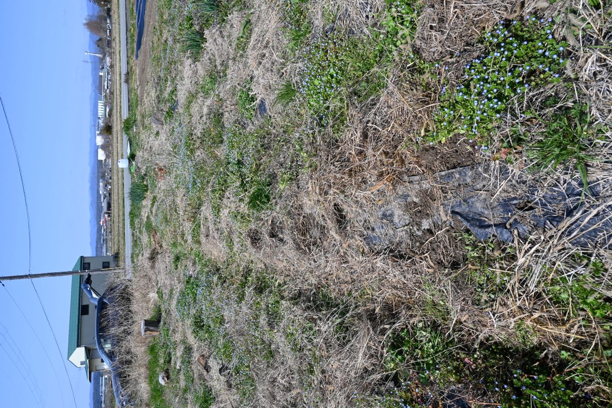 じゃがいも植えました