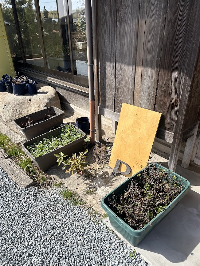 プランターの手入れ