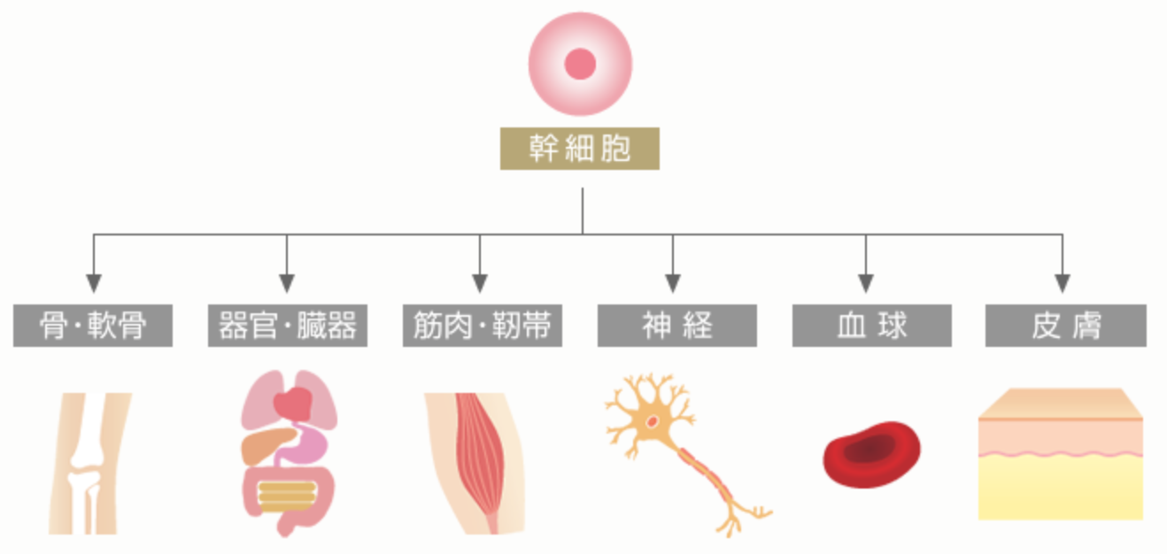 パッチで活性化される幹細胞。幹細胞ってそもそも何？