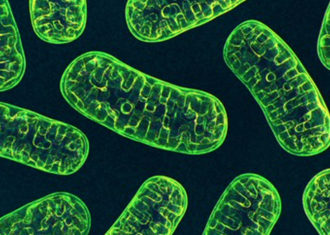 ミトコンドリアの活発化は超重要！