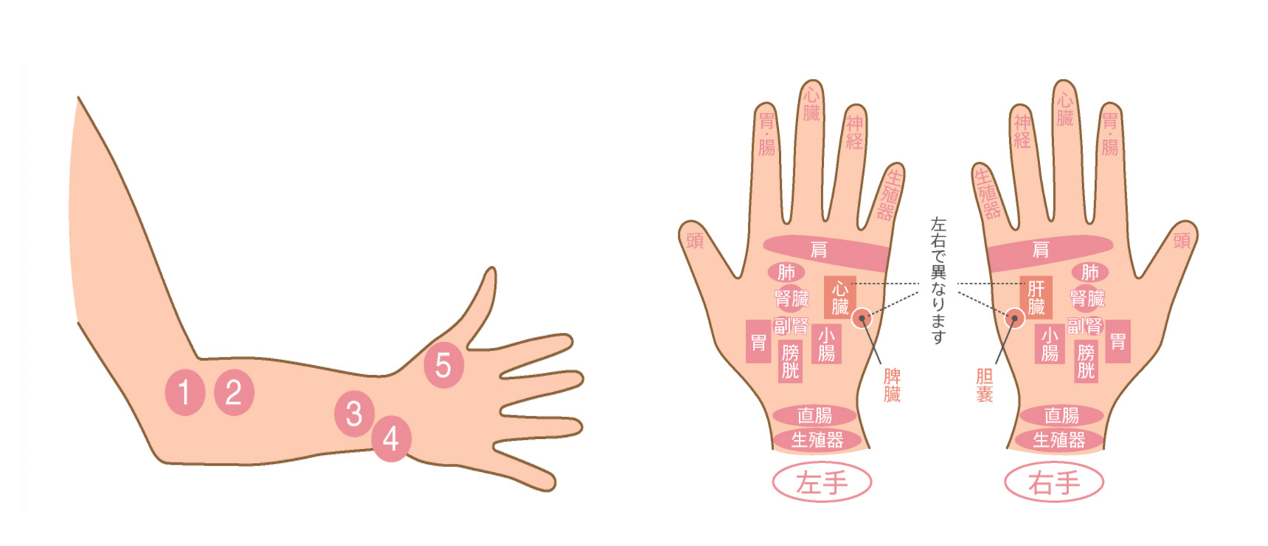 腕と手のツボは内臓系多し！