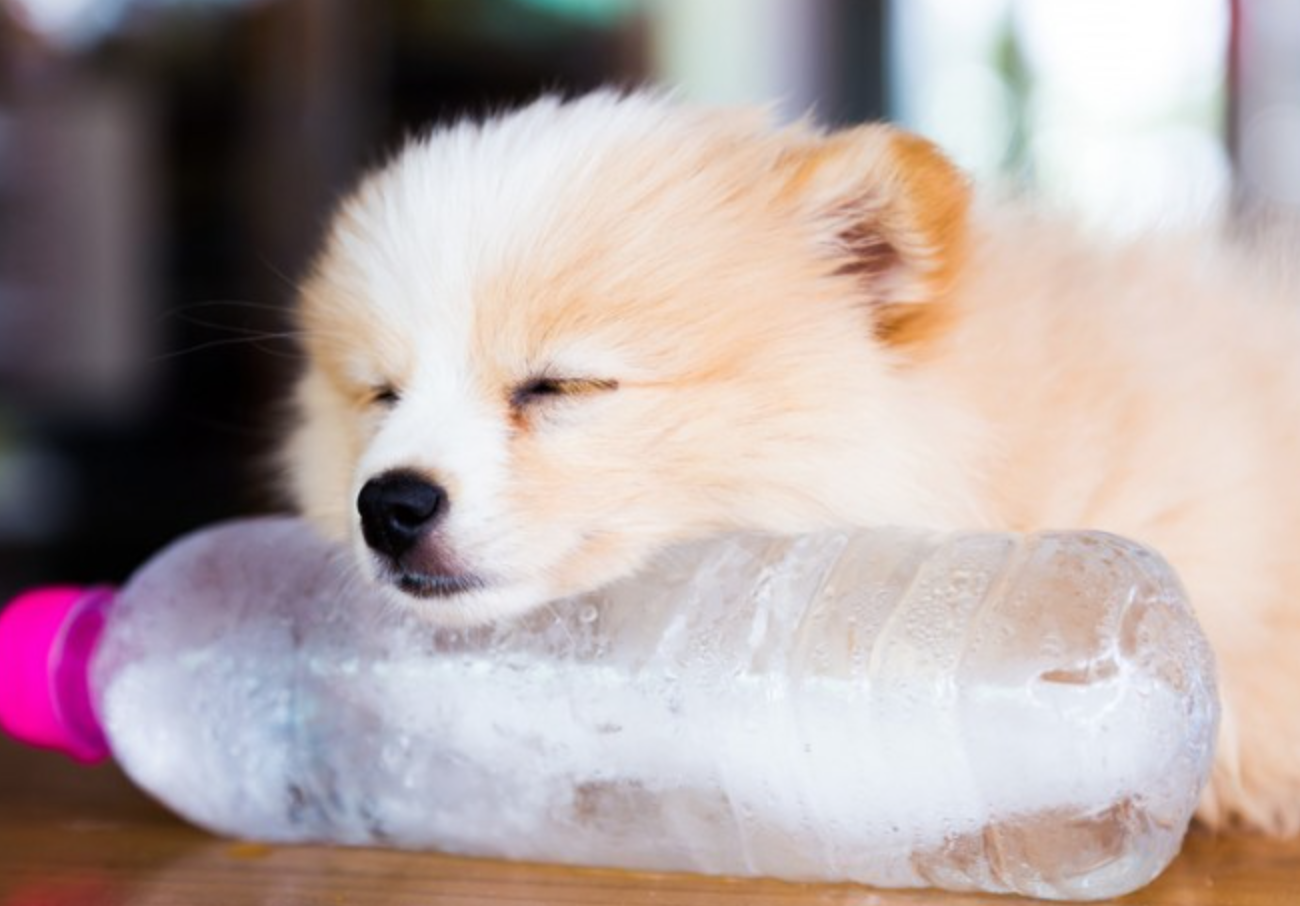 夏バテと自律神経の乱れに要注意!!!