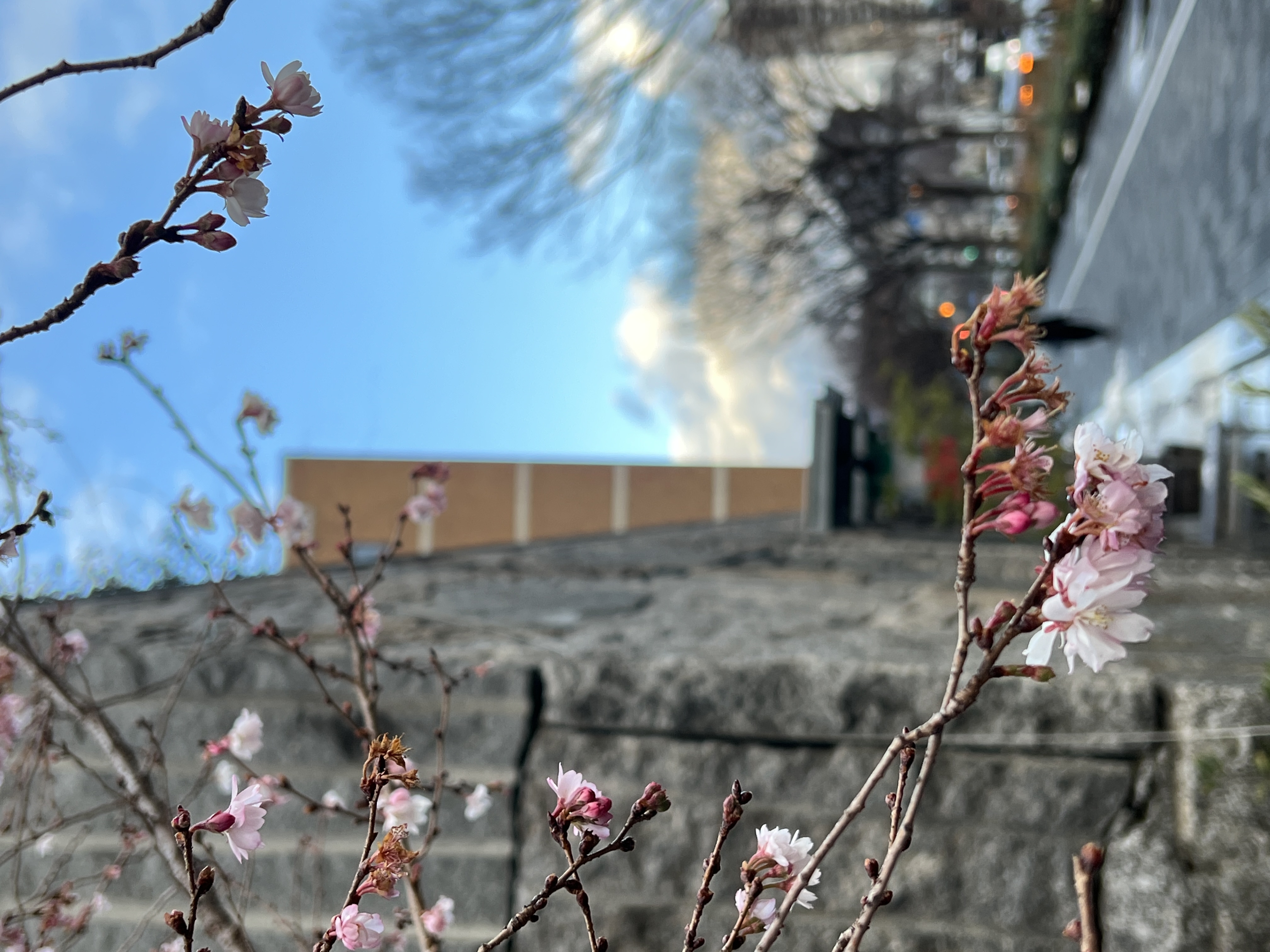 Blog 京はなみ キョウハナミ