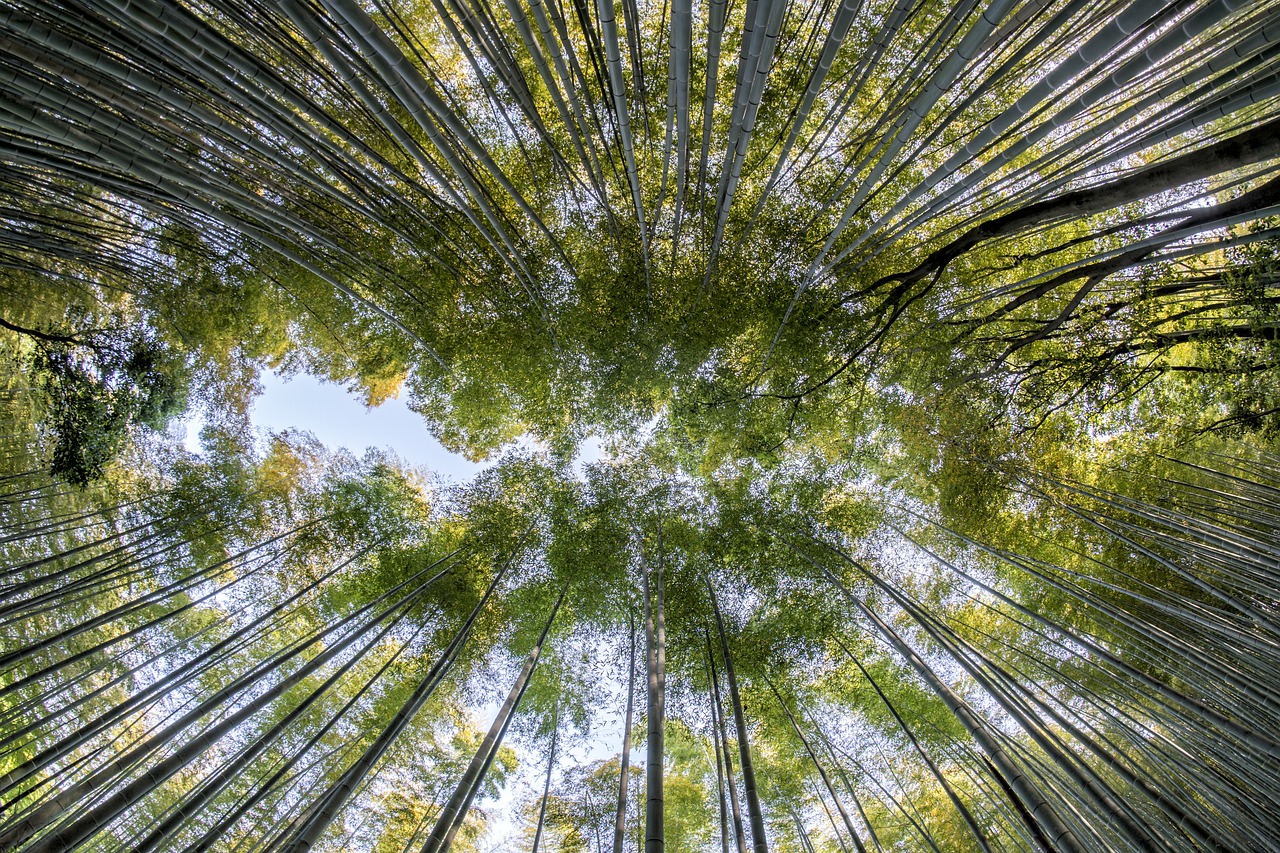 持続可能性な資源の竹