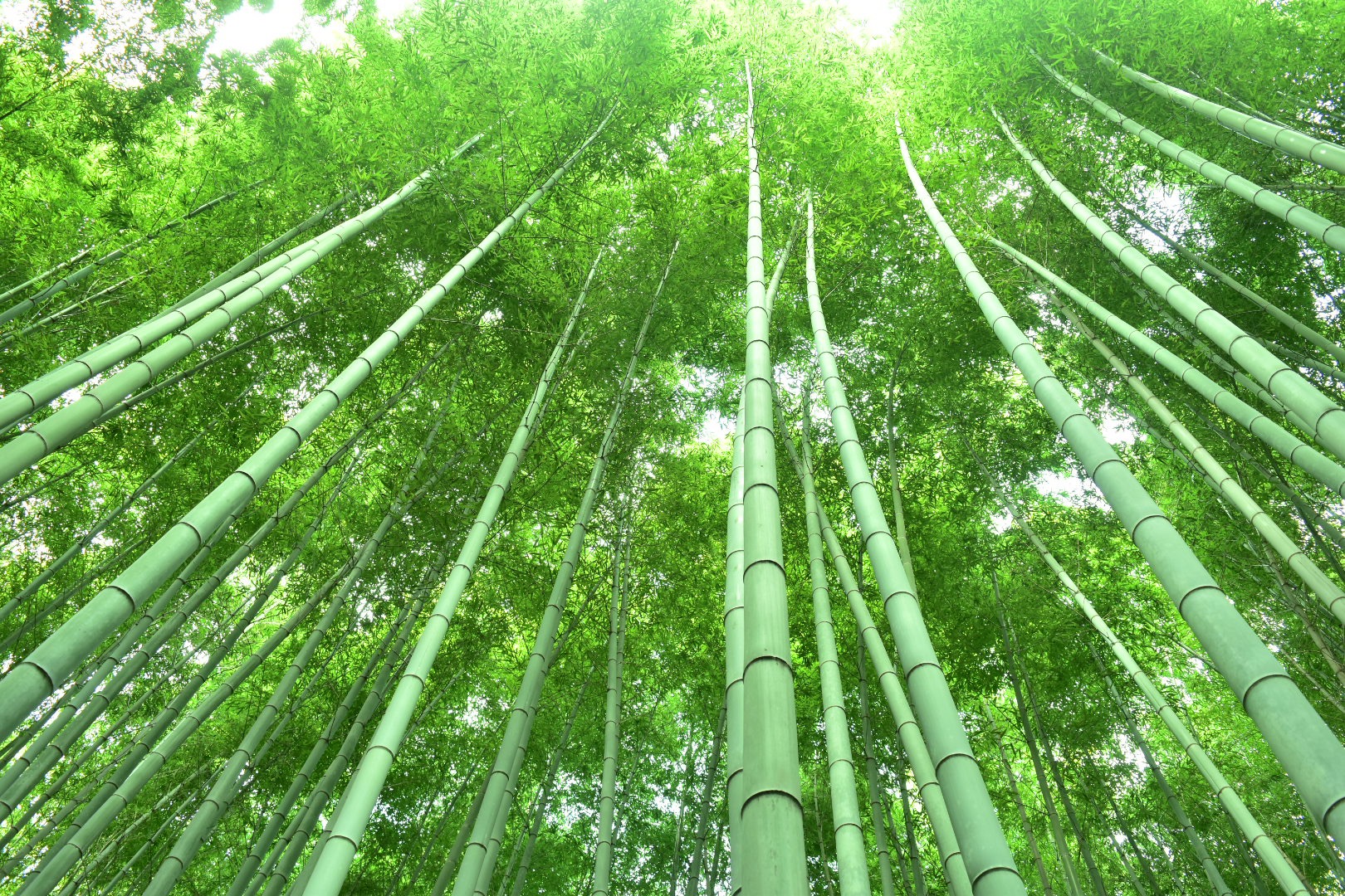 Bamboo Style店オープン！