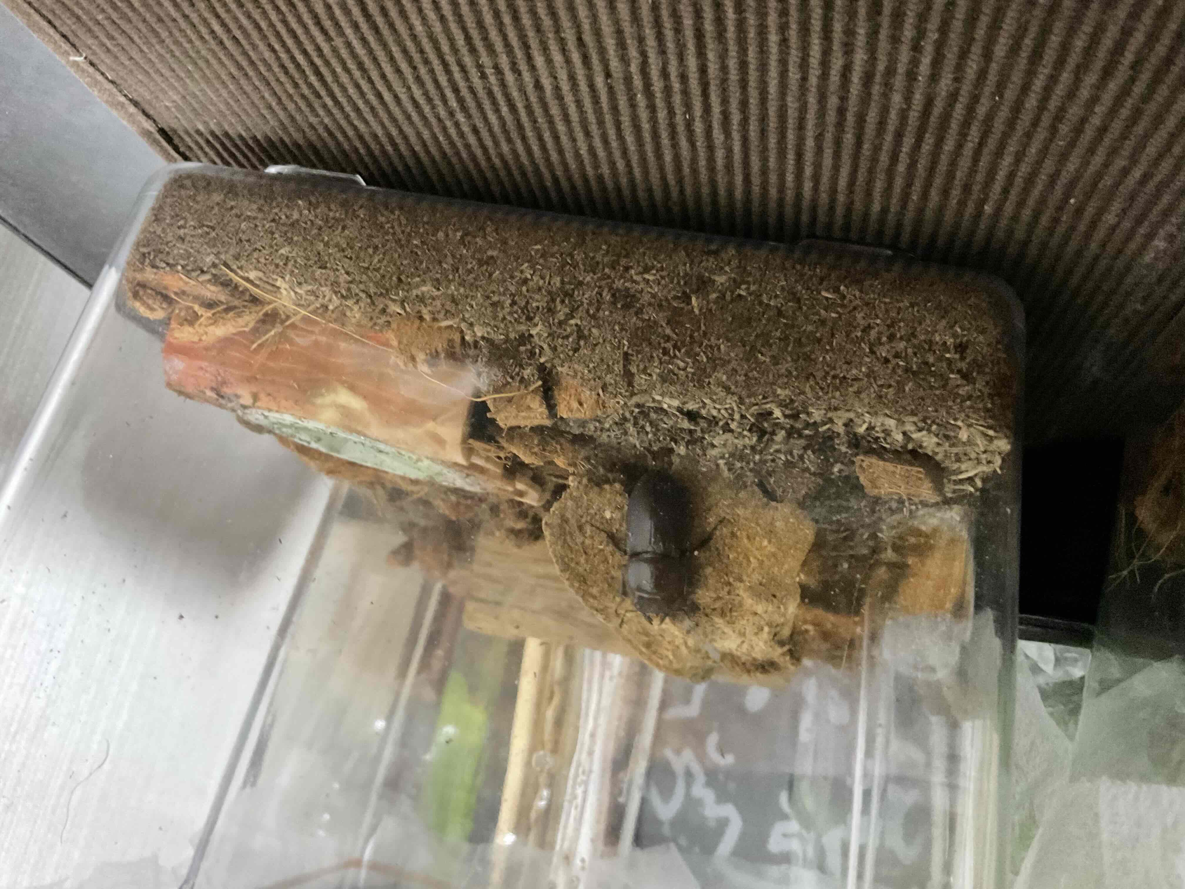 コクワガタ メス ひと休み中