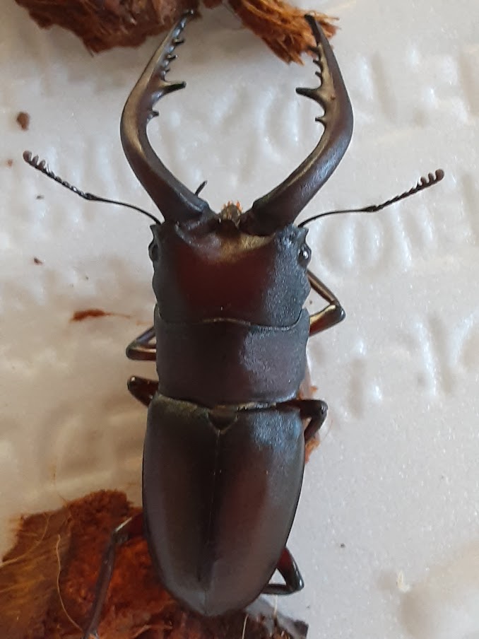 ノコギリクワガタ ペア マット交換と身体検査