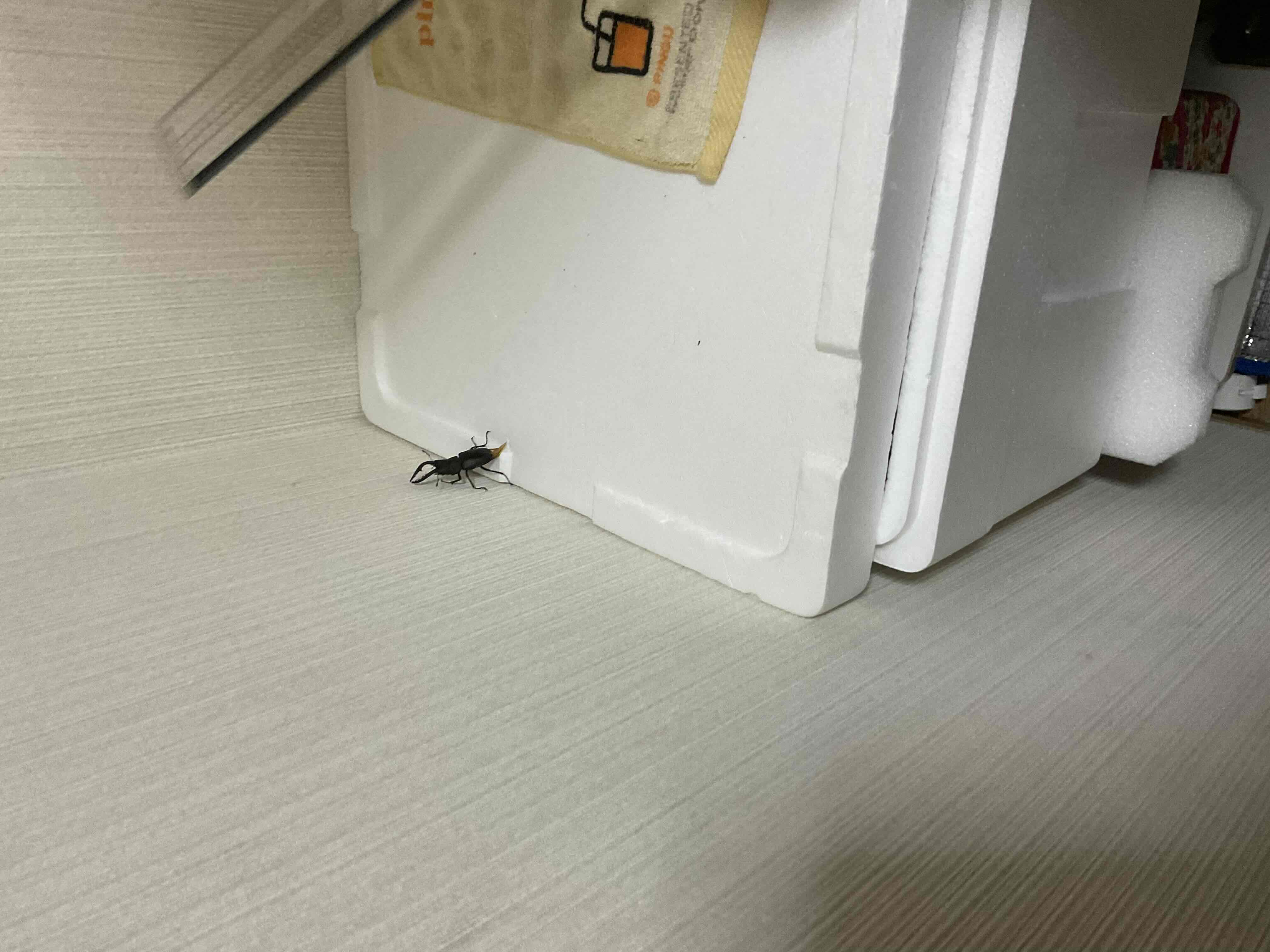 ノコギリクワガタ脱走中！
