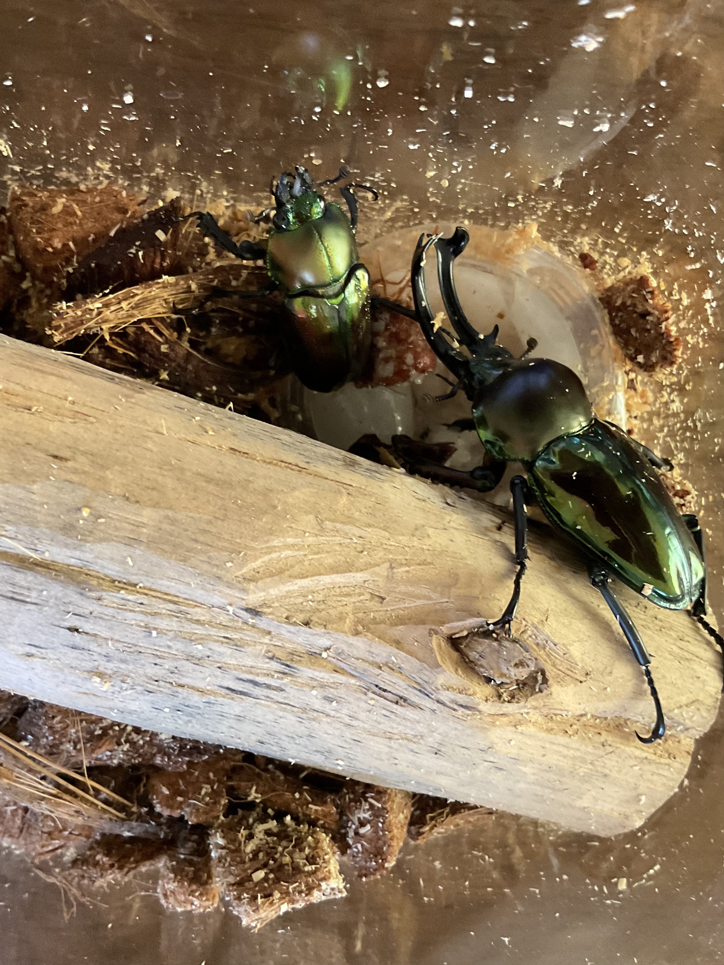 ニジイロクワガタがルンルン♪でゼリー食べてる動画見たくないですか？