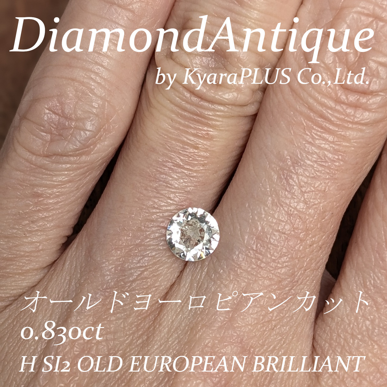 オールドヨーロピアンカットは個体差の大きいスタイルですが全体に整った印象の一石