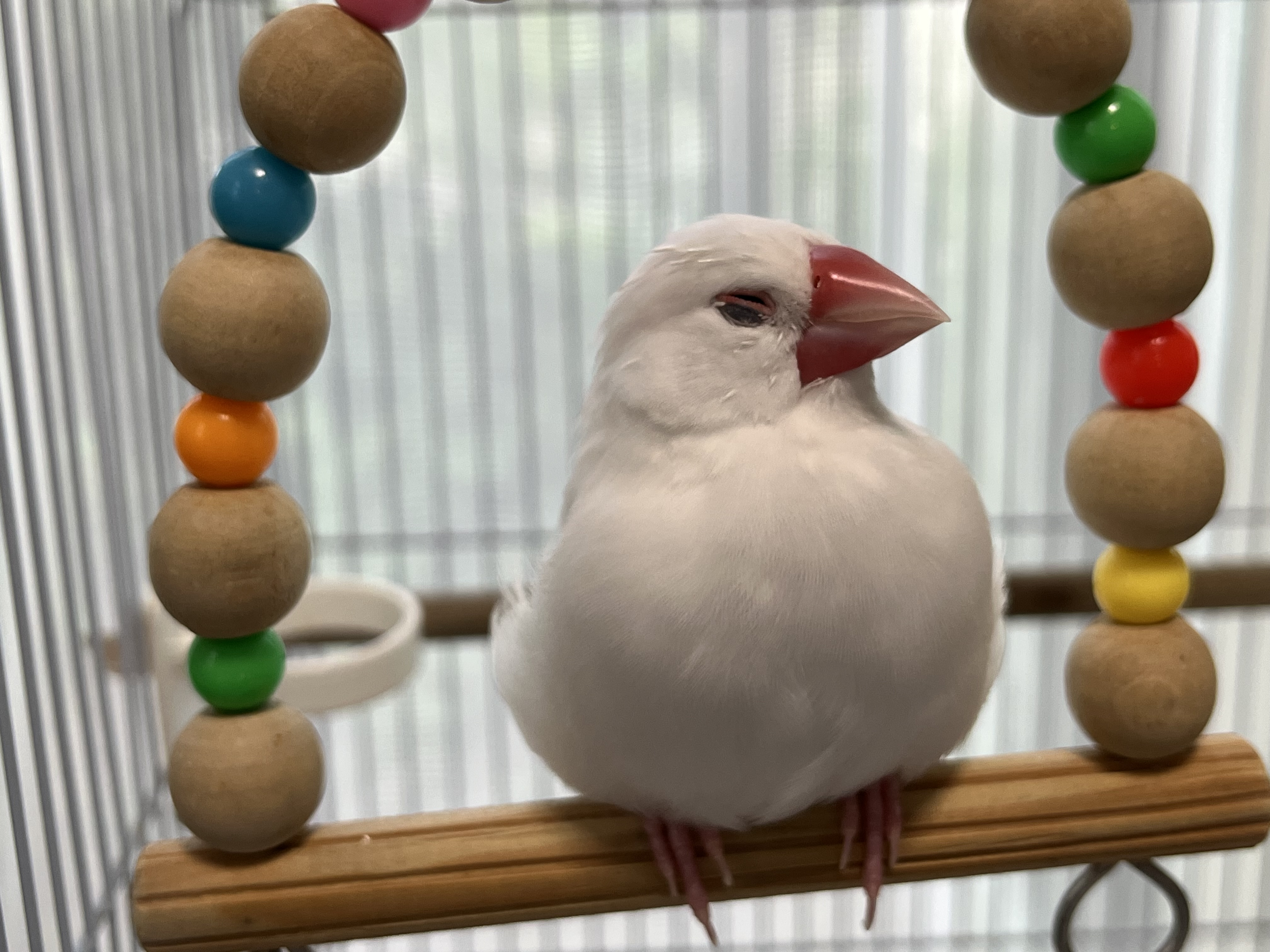 はるちゃんのこと🐦