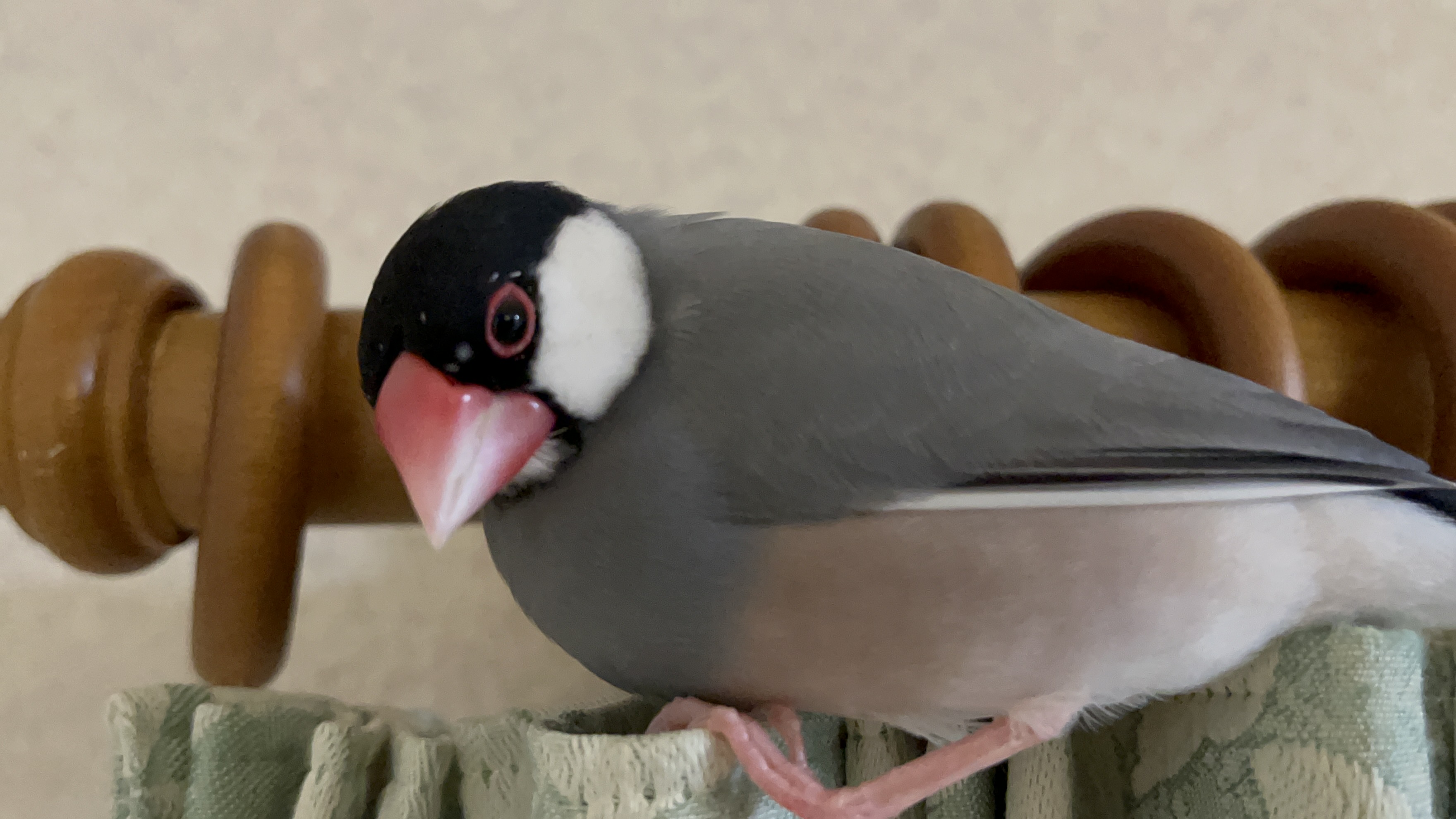 群れないわんぱく坊主🐧れい
