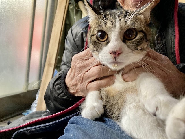 子猫ちゃんの里親さん大募集！！！その1