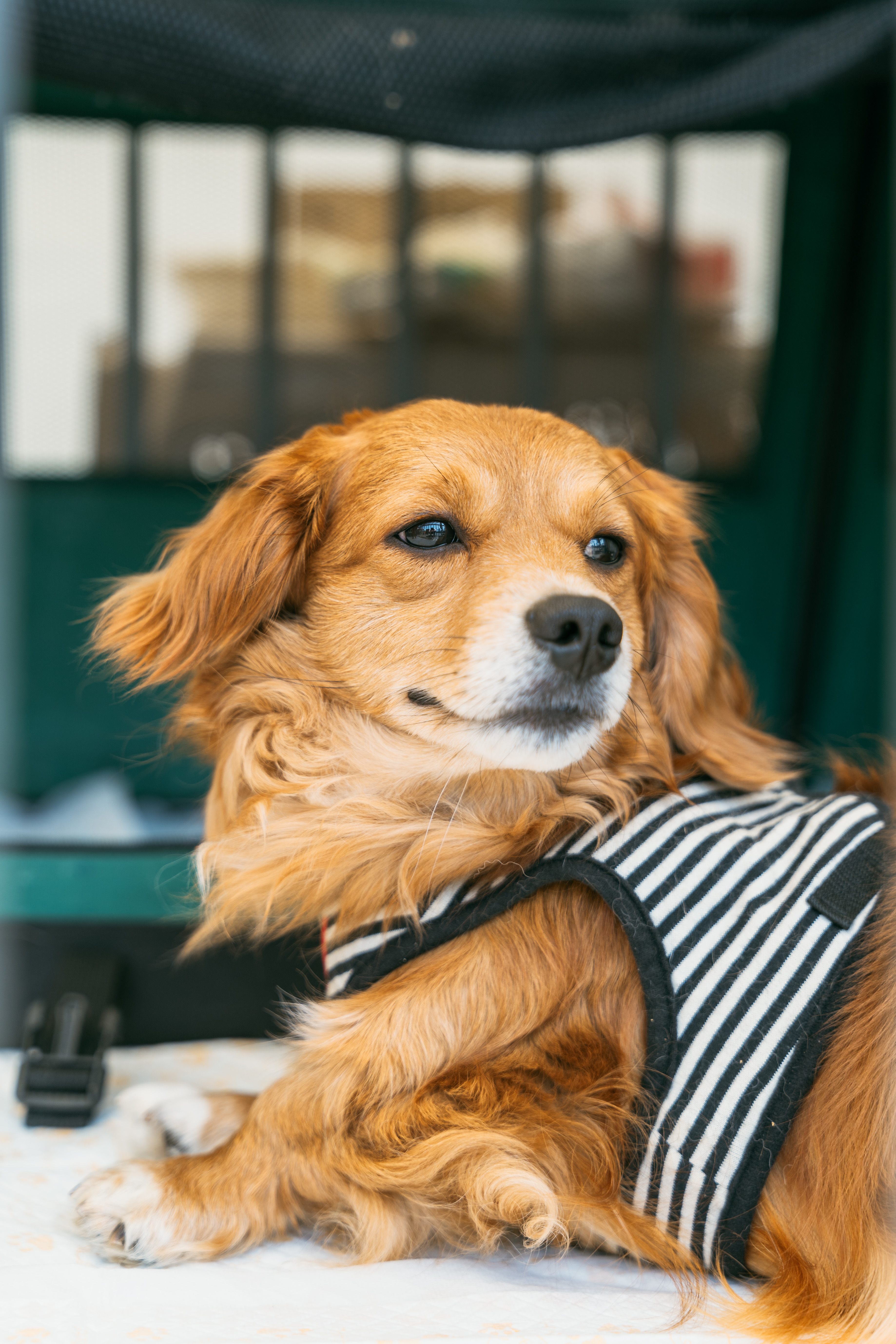 預かりボランティアさん募集しています