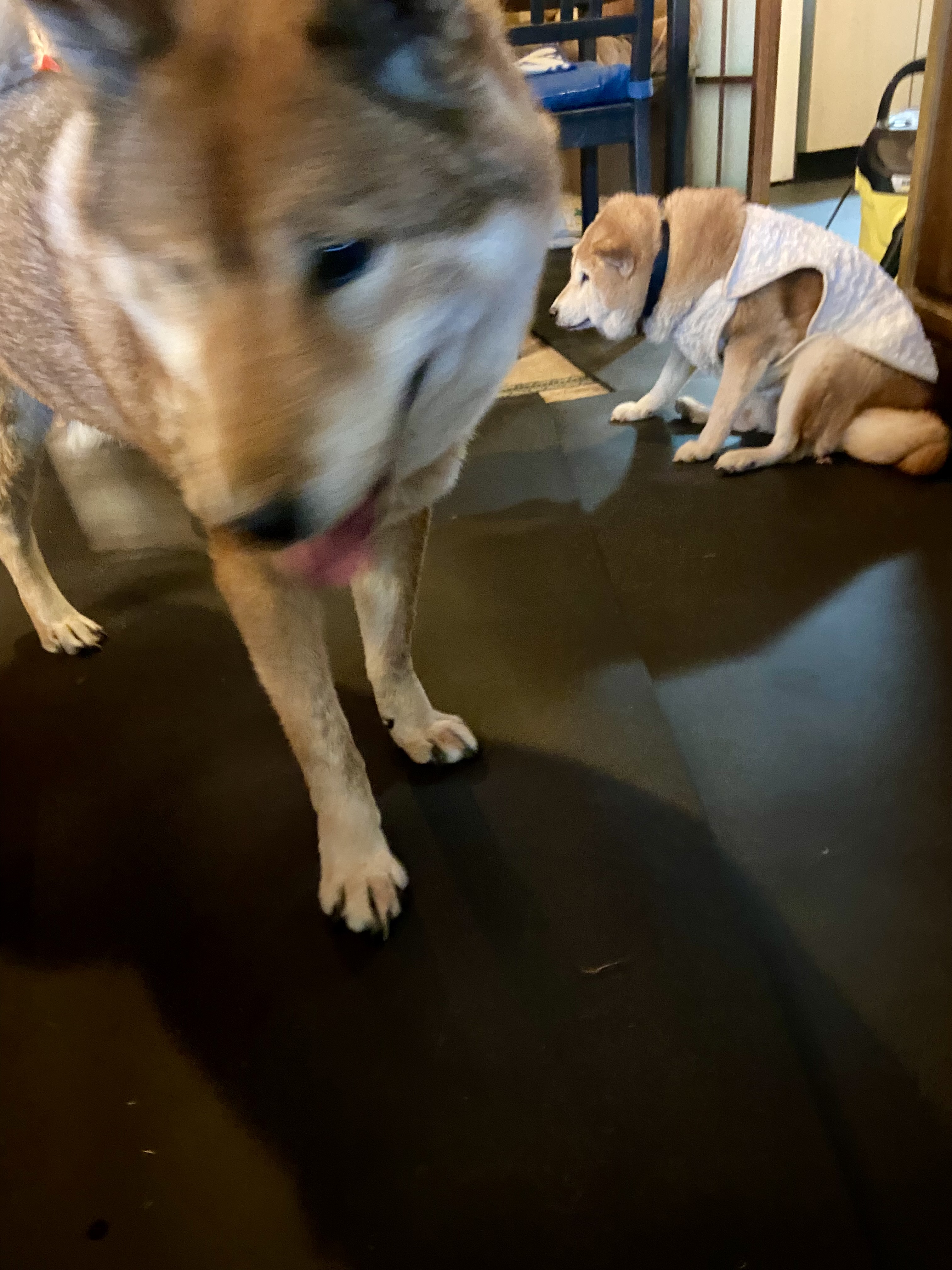 ドッグラン完成への道　その2