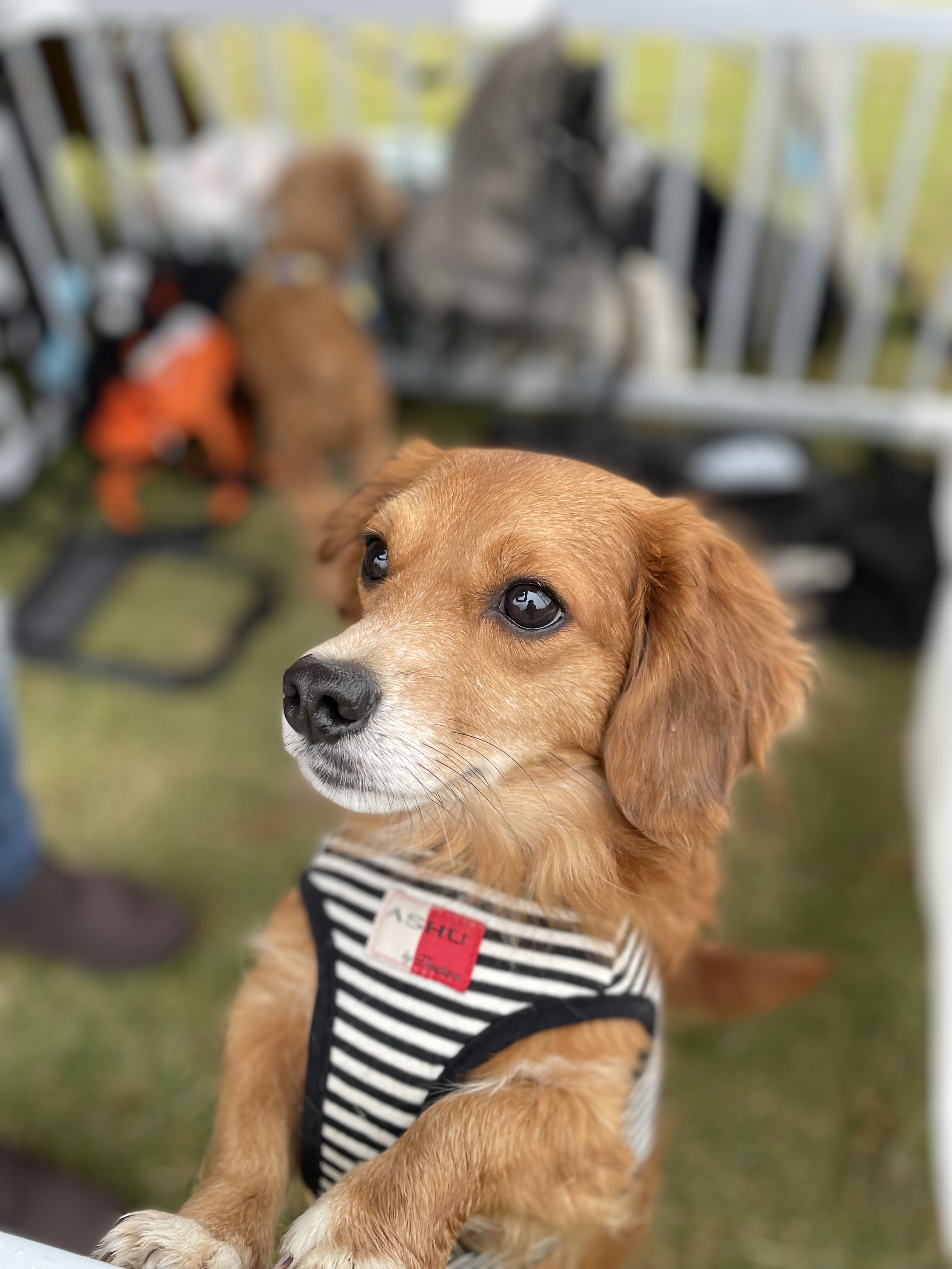 【お知らせ】26日日曜日は中止です。ギョー