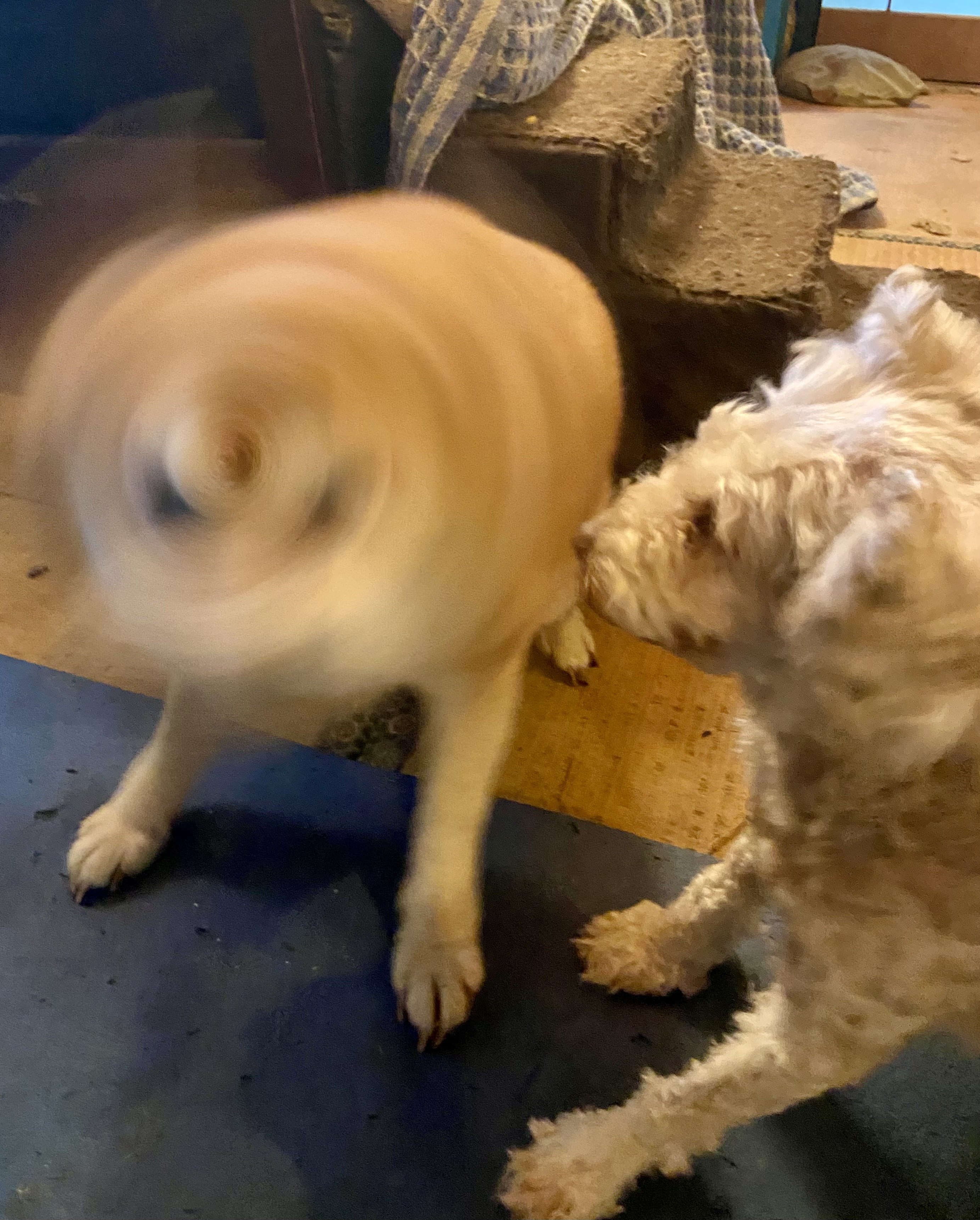 【お知らせ】チャリティショップ