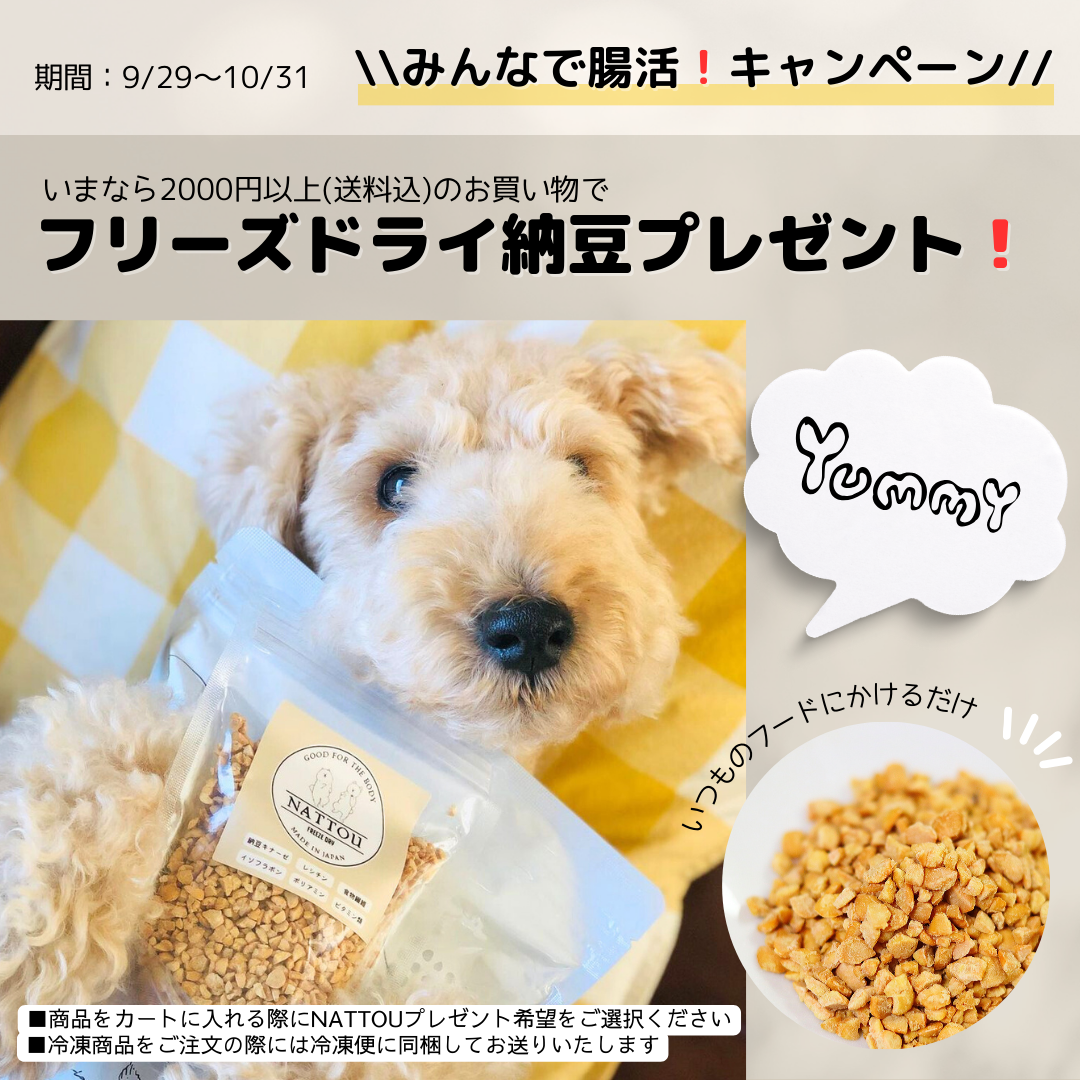 \\ みんなで腸活！キャンペーン開催！//