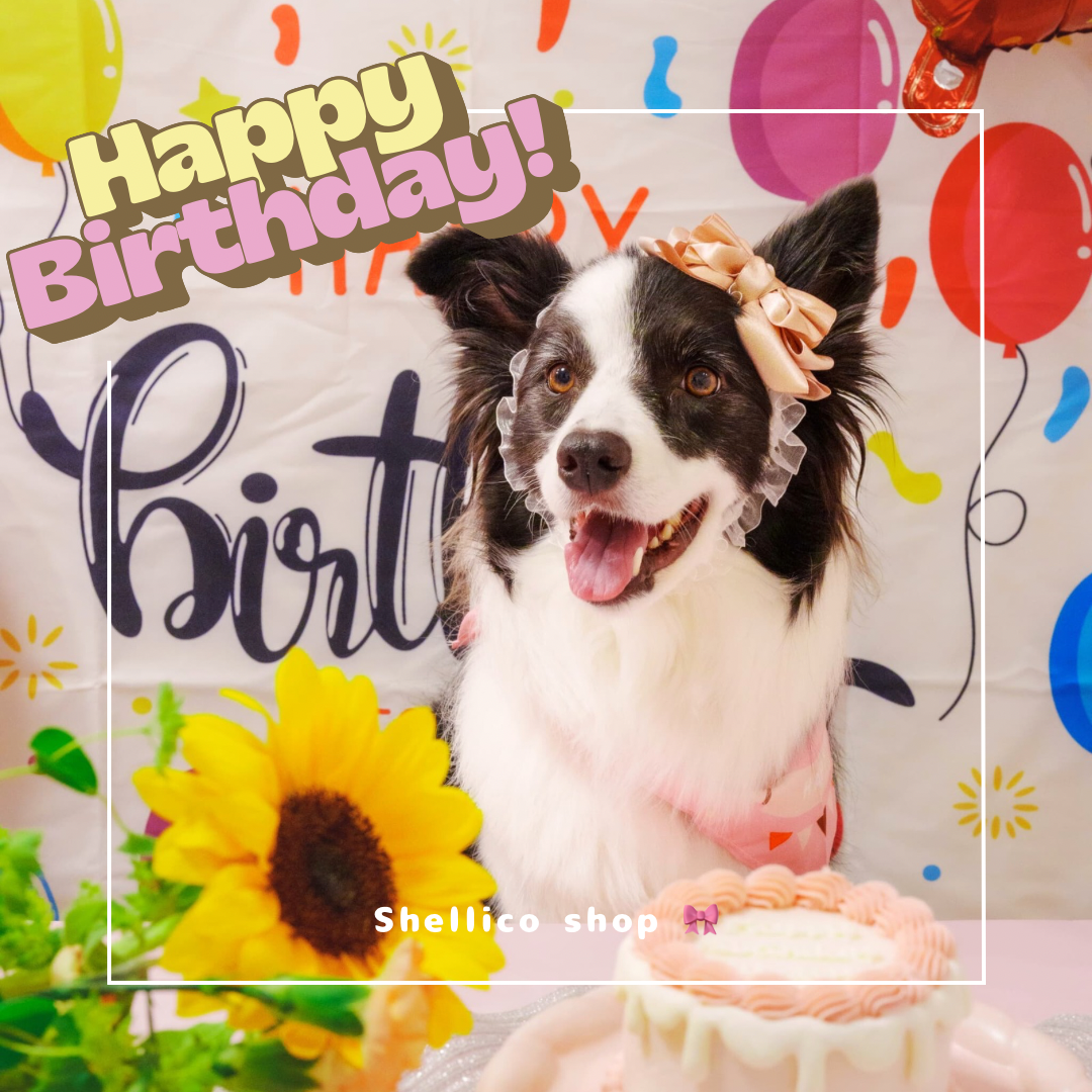 【誕生日】愛犬Shelly６歳の誕生日！！