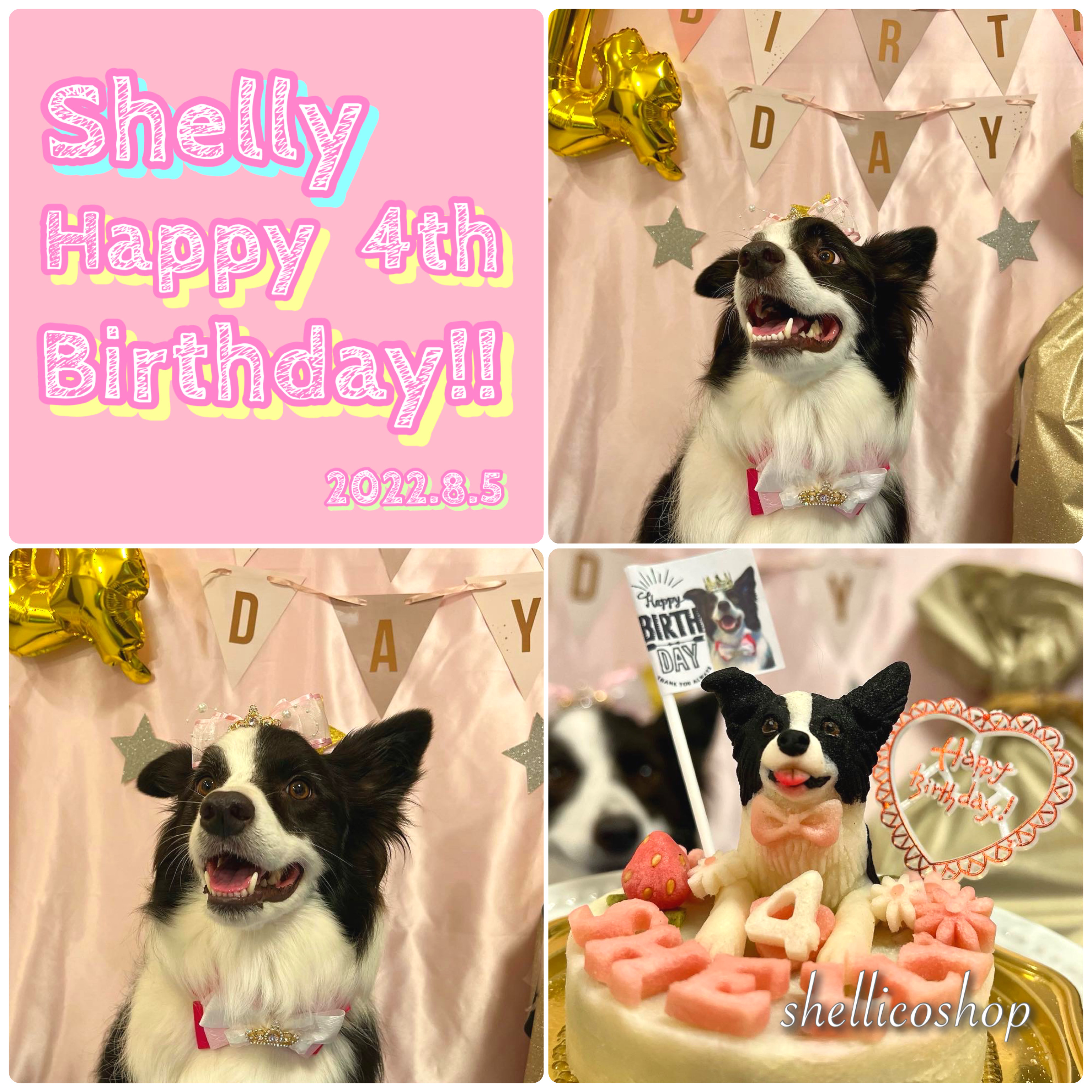 【誕生日】愛犬SHELLY 4歳の誕生日！！