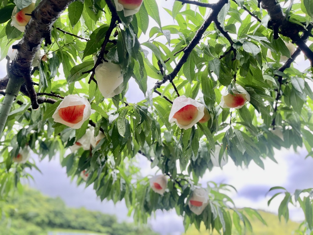 主要品種の白鳳が出始めました【はこむね果樹園｜和歌山・高津の桃と梨】