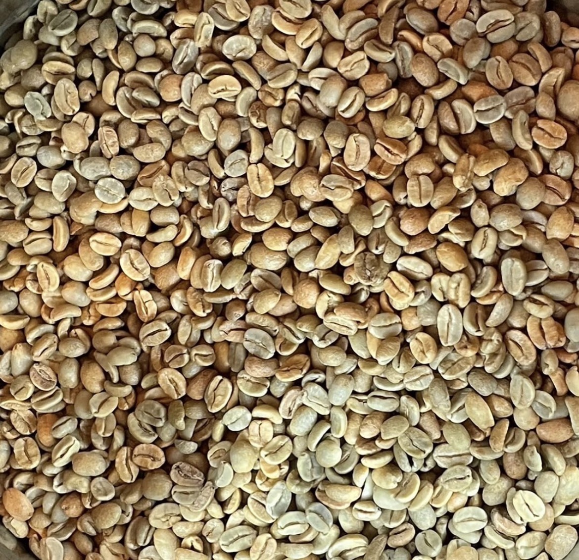 クモノキレマのお豆について