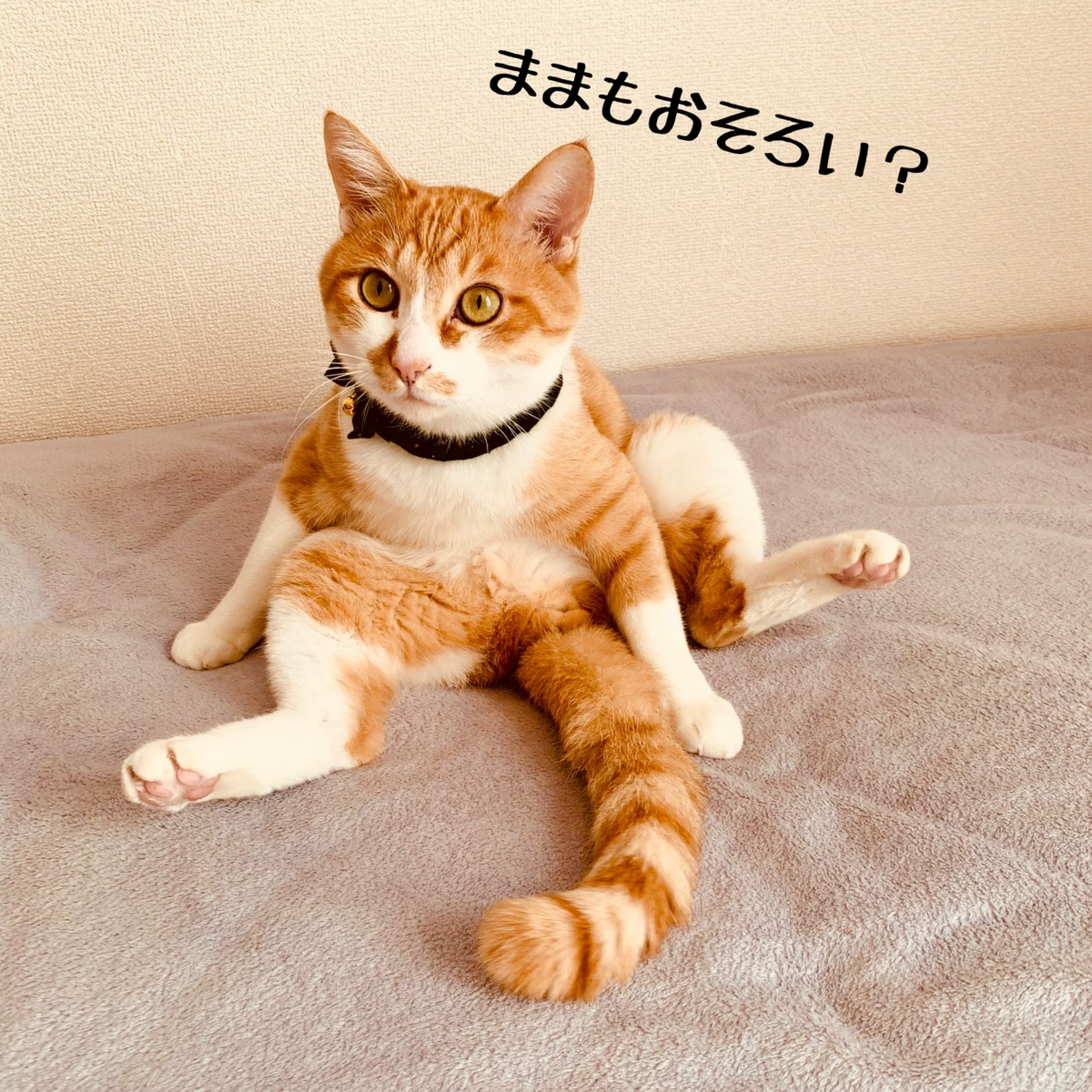 はじめまして mon petit chat　です