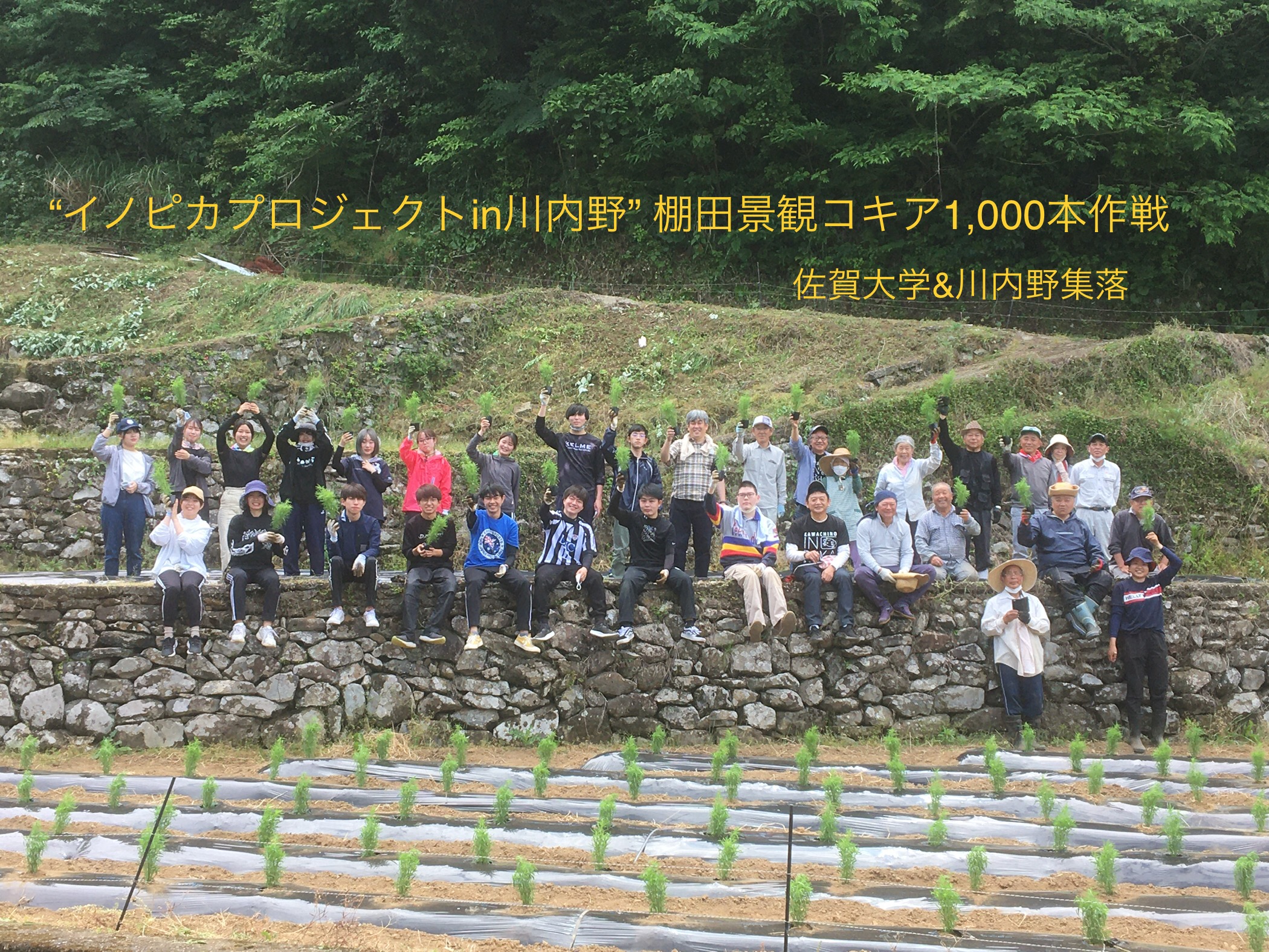 ５月２９日川内野の棚田にコキア1,000本植えました。