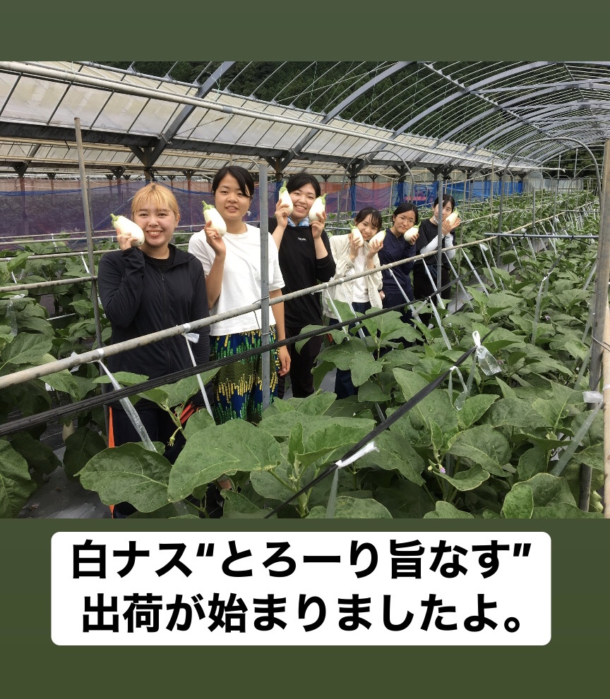 人気の高級白ナス”とろ～り旨なす”出荷