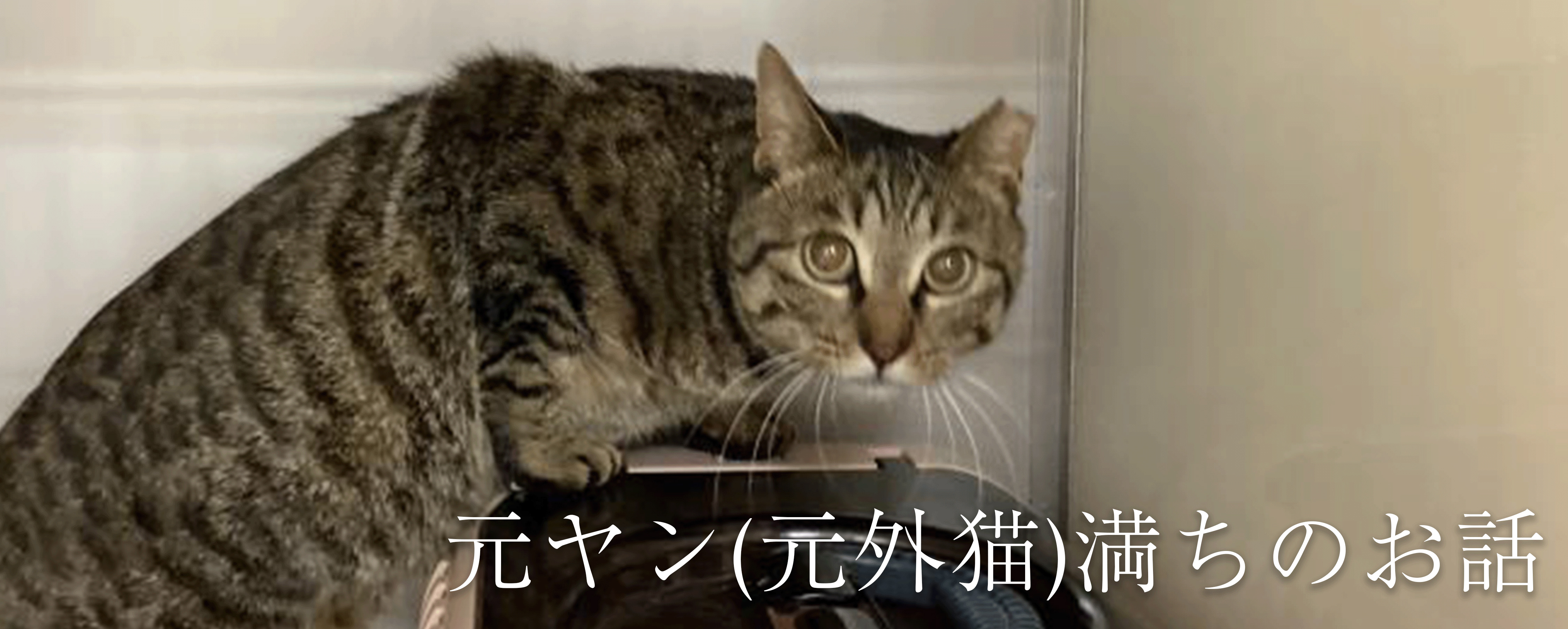 【ねこと暮らす。】元ヤン(元外猫)満ち　#1