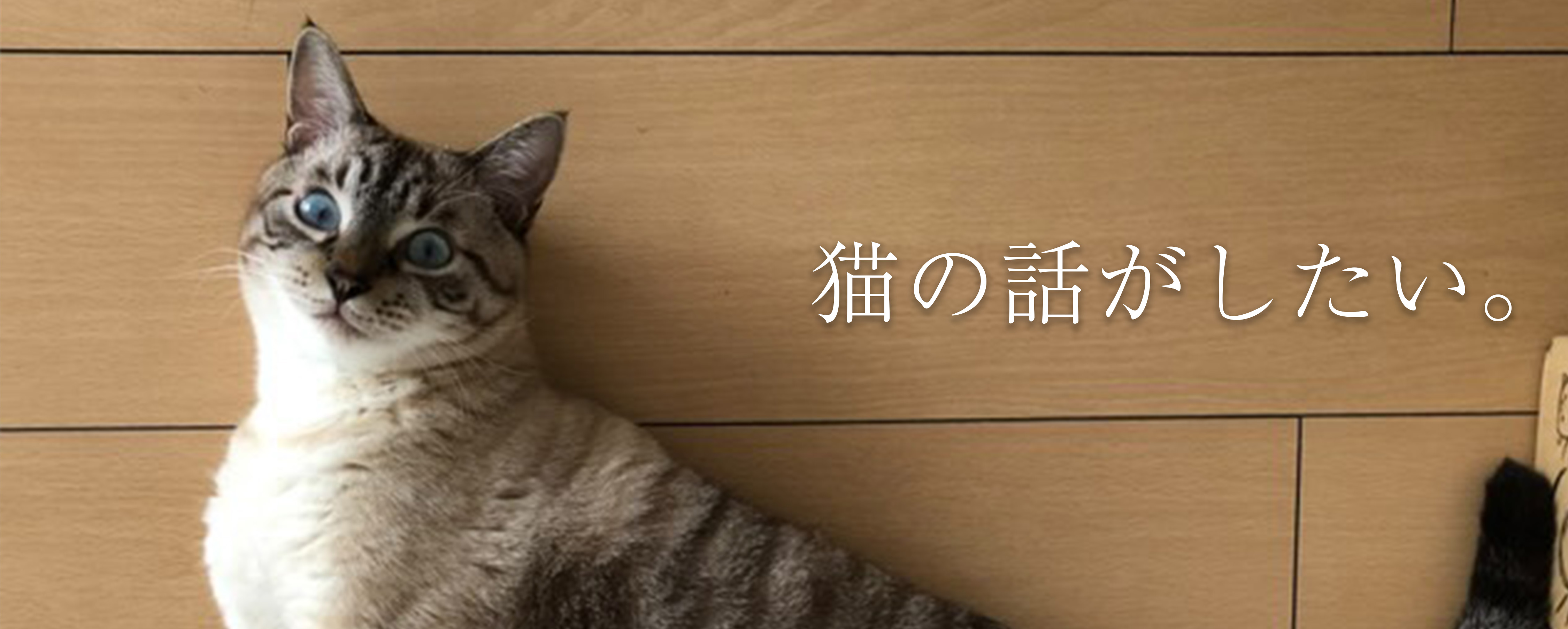 【ねこと暮らす。】猫の話がしたい #4