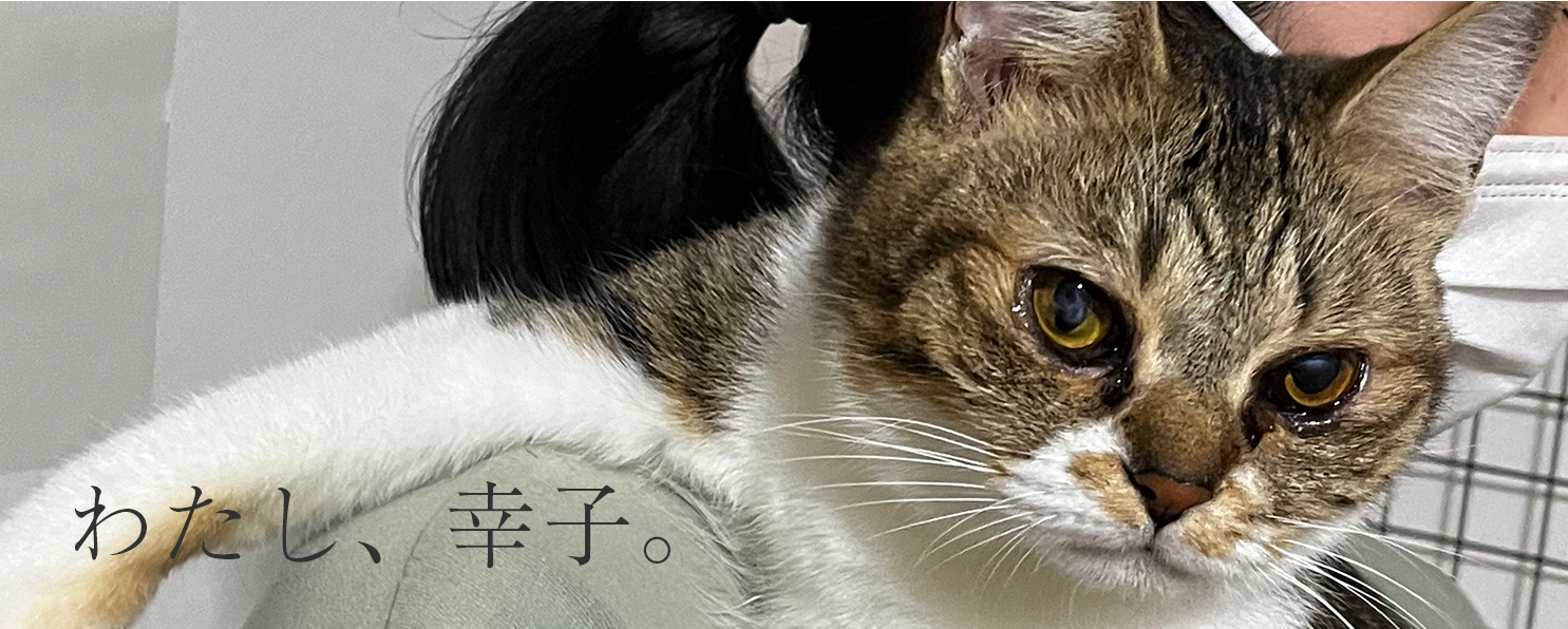 【ねこと暮らす。】わたし、幸子 #1