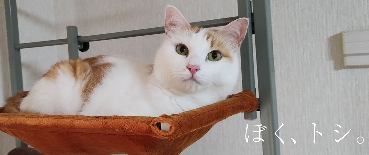 【ねこと暮らす。】ぼく、トシ。 #3