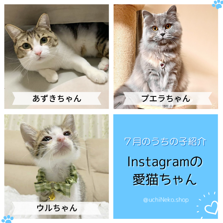 ７月のうちの子紹介♡Instagramの愛猫ちゃん
