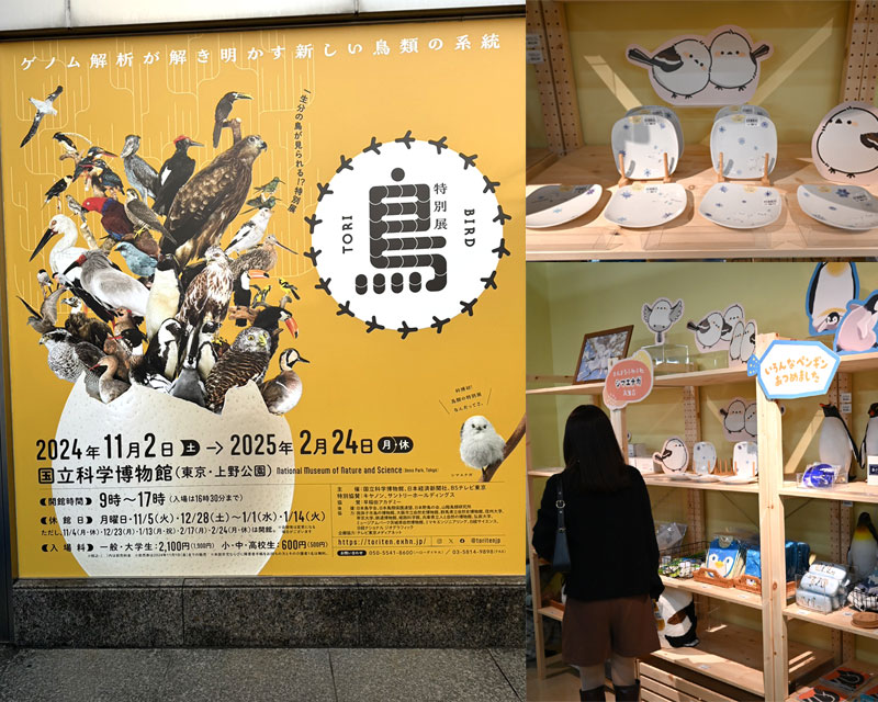 国立科学博物館　東京・上野公園　「鳥展」にてTORINKO食器販売中！