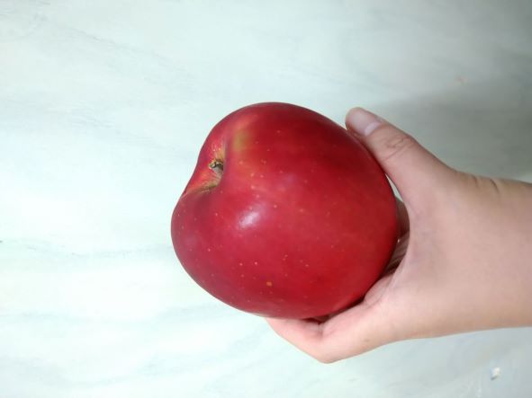 サンつがる