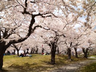 五稜郭公園