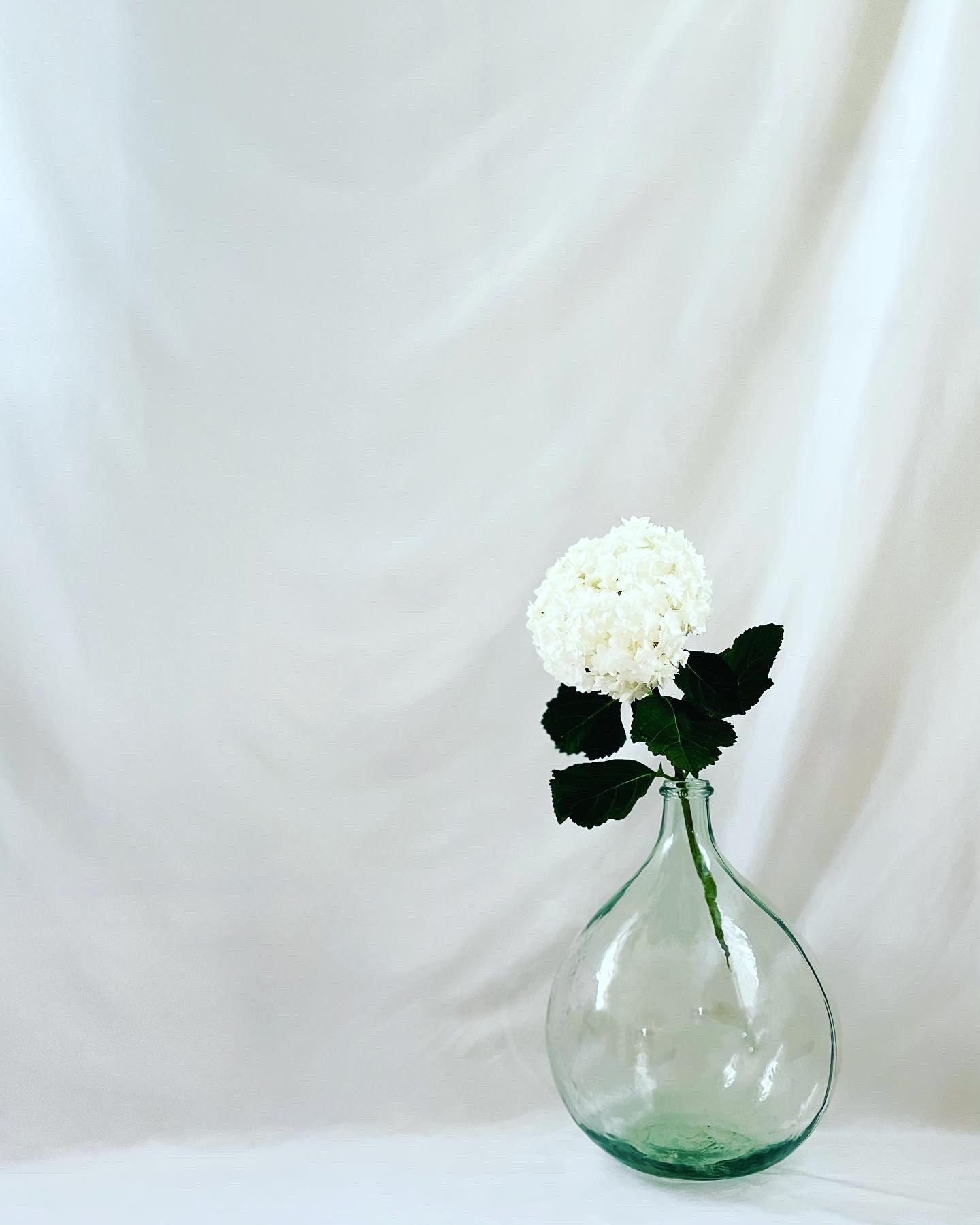 2022.6.8 あじさいのお花を