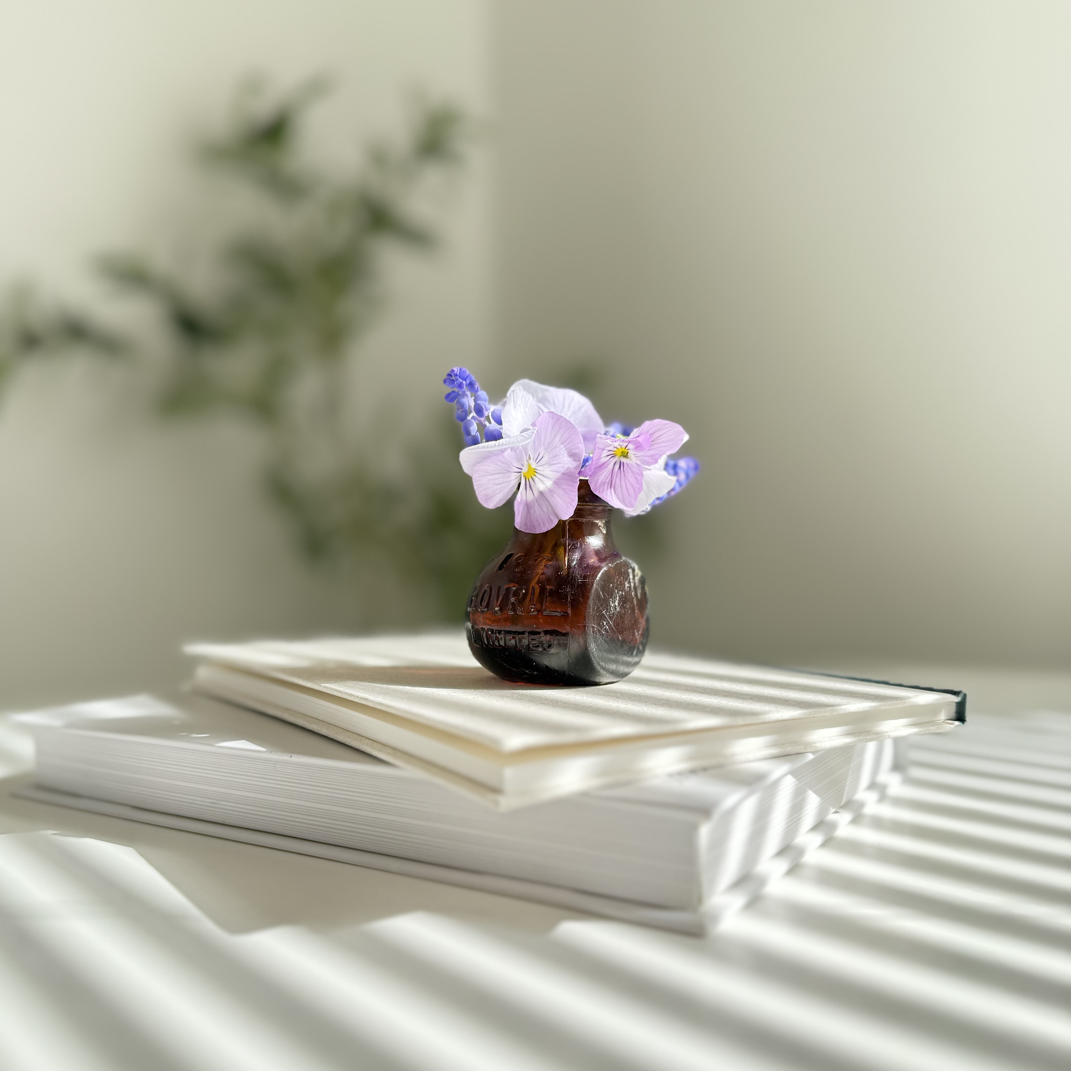 BIog update 2025.4.19　ようやく桜が咲きました^_^
