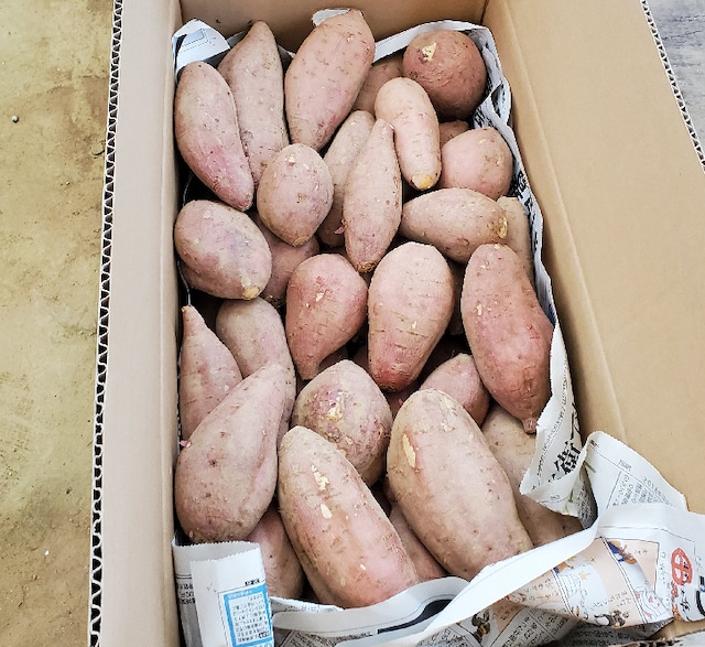 【種子島：グレースアース農園産】リピ決定！安納芋のネット販売、もうすぐ始まります！