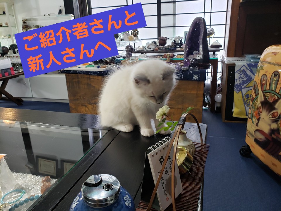 ご紹介者さんと🔰新人さんへ