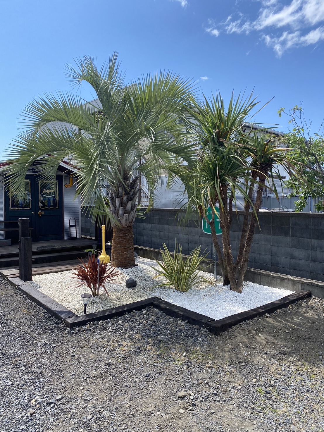 ドラセナ追加❗️